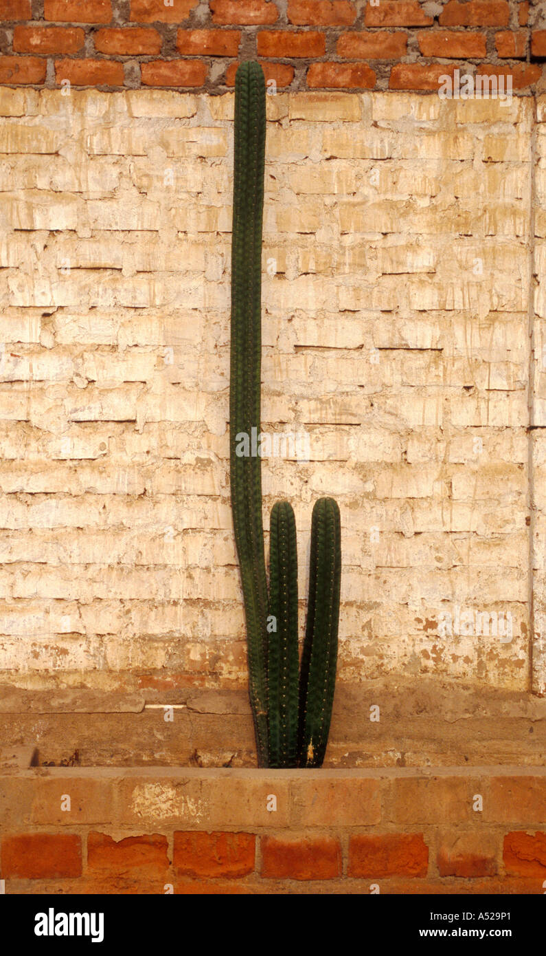 Kaktus vor einer Mauer Stockfoto