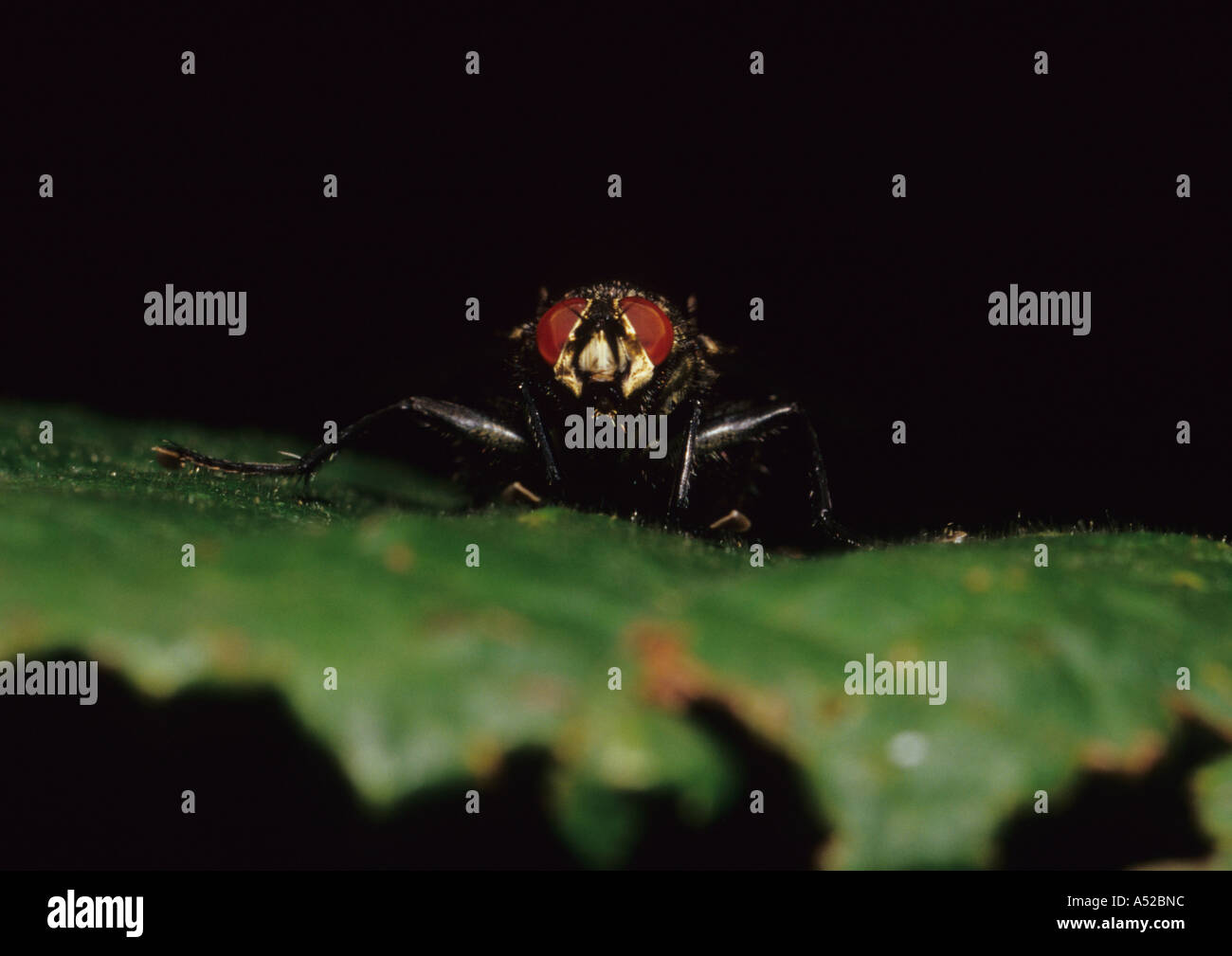 Fleisch-Fly (Sarcophaga Carnaria) im Vereinigten Königreich Stockfoto