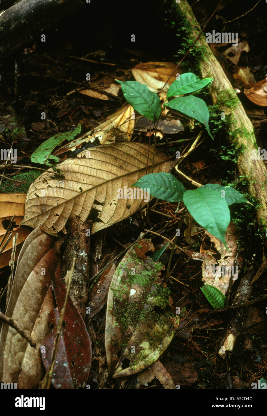 Setzlinge im Regenwald streuen im Wald bei Tutunendo im Departement Chocó, Teil der Biodiversität von Tumbes-Chocó-Magdalena hotspot.in Kolumbien, Südamerika. Stockfoto