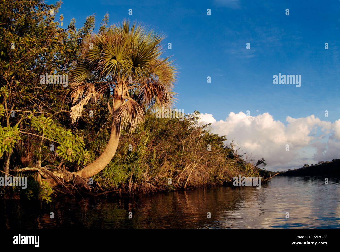 North Fork St. Lucie River Port Saint Lucie Florida Flüsse tropischen Palmen Stockfoto