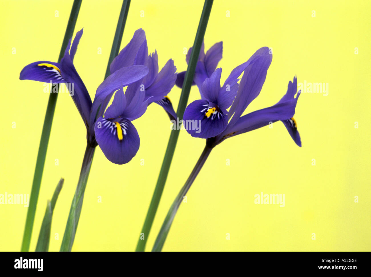 Iris Reticulata Harmony Stockfotos und bilder Kaufen Alamy