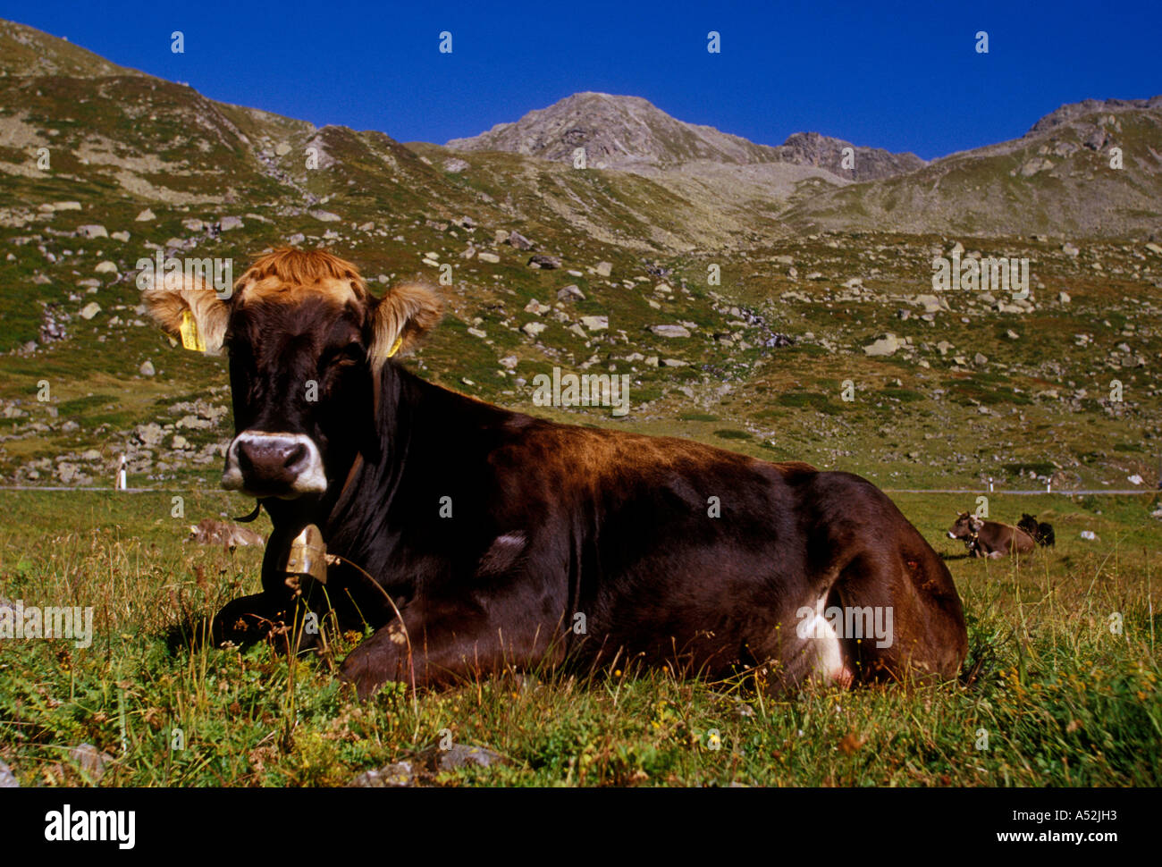 Schweizer Kuh, Schweizer Kühe, Kuh, Kuh auf der Weide ausruhen, Flüela Pass, Oberengadin, Schweizer Alpen, Kanton Graubünden, Schweiz, Zentraleuropa, Europa Stockfoto