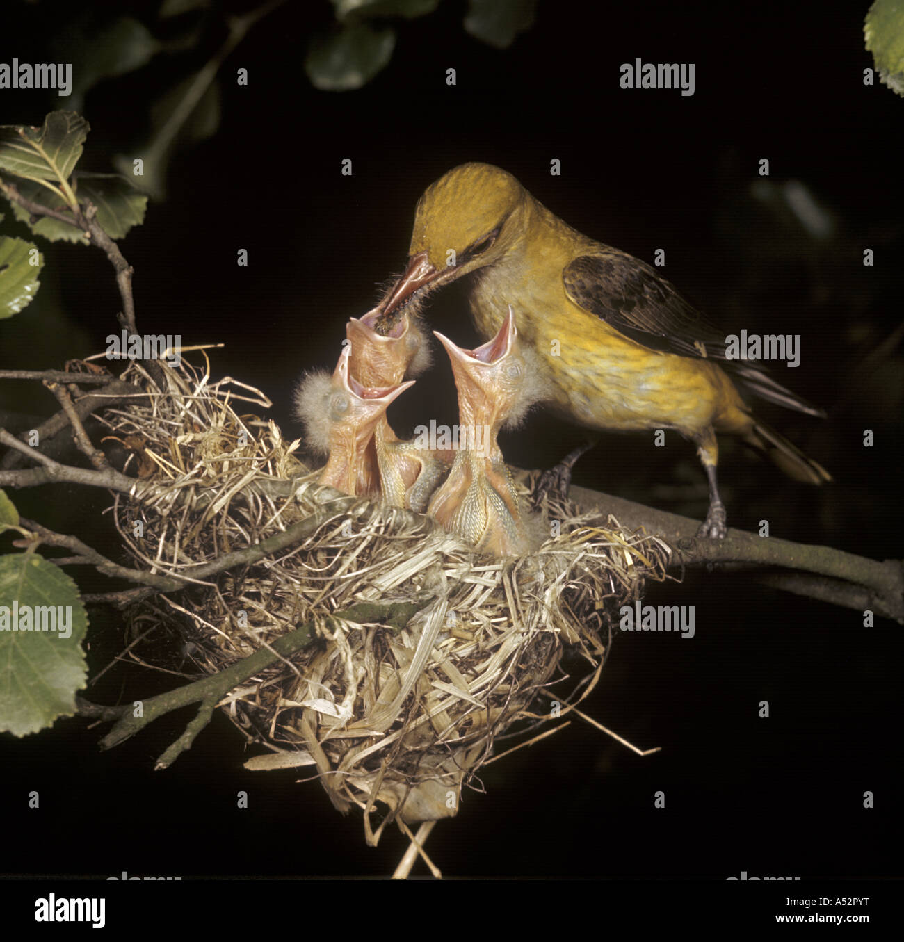 Pirol-Oriolus Oriolus Fütterung junge im nest Stockfoto