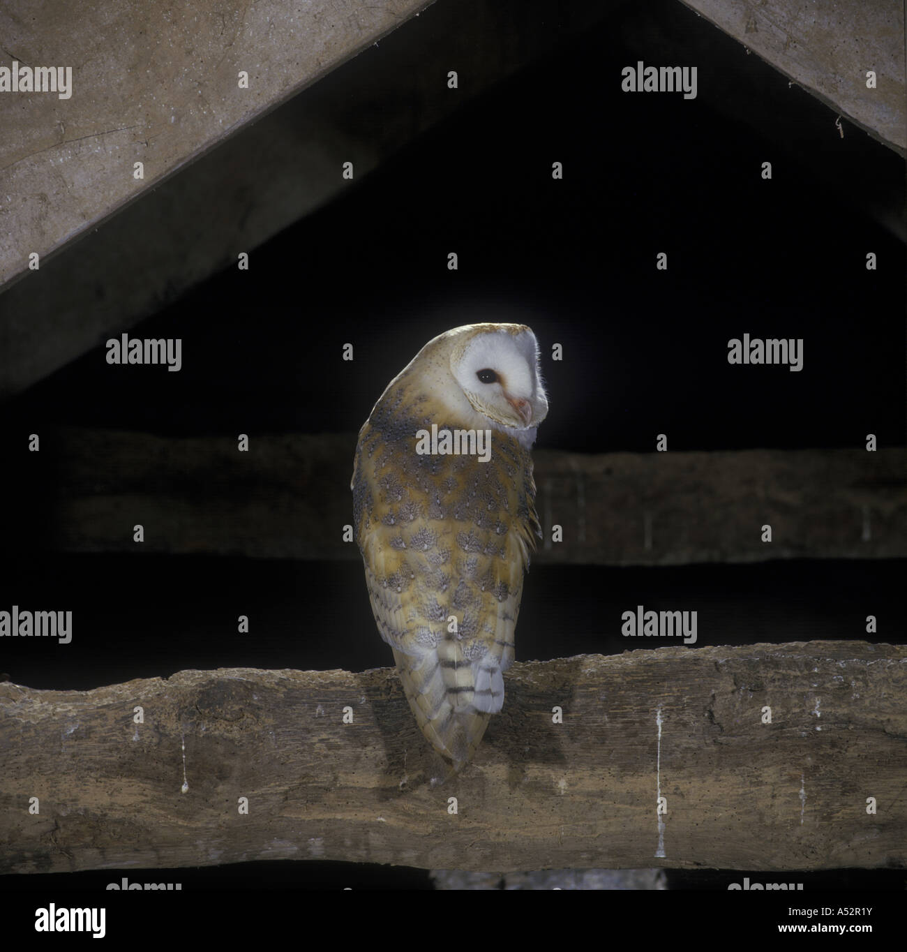 Schleiereule Tyto Alba Perched auf Balken im Inneren Stockfoto