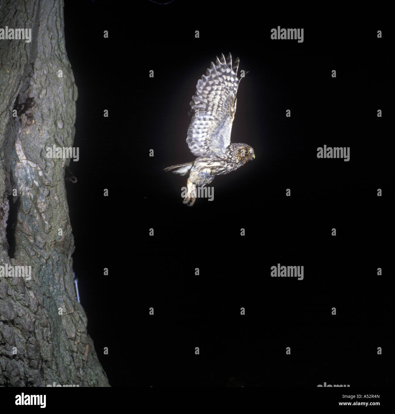 Steinkauz Athene Noctua im Flug vom Nest Loch im Baum Stockfoto