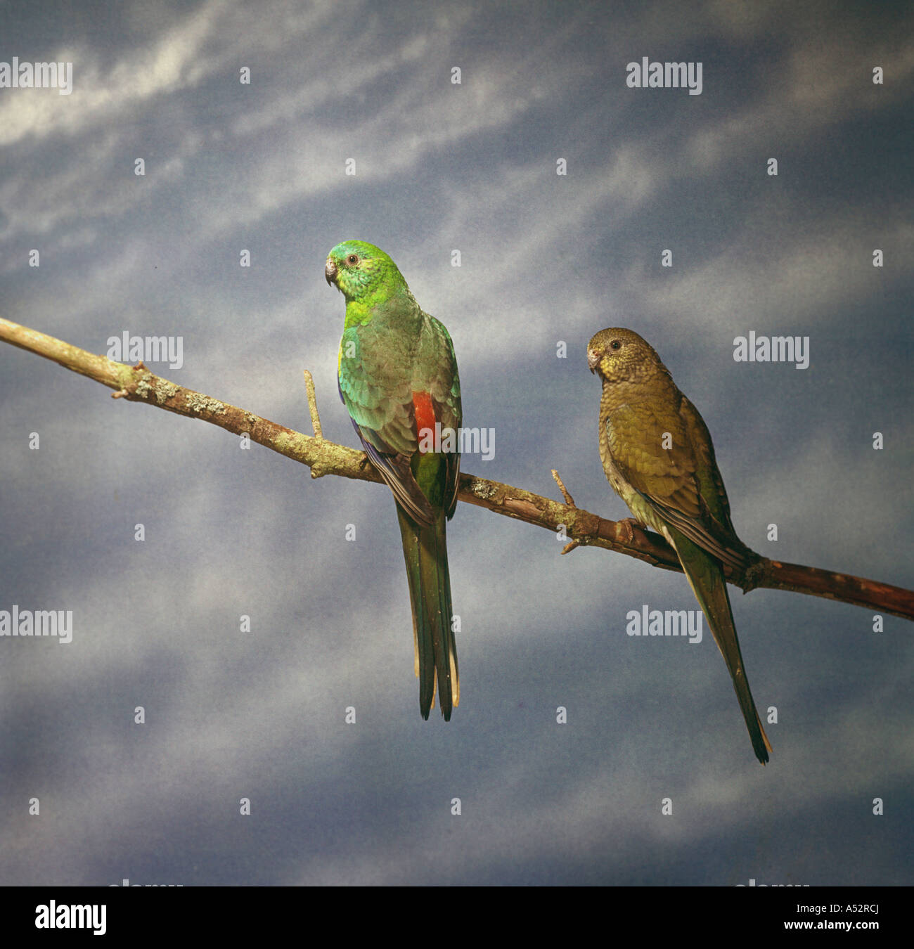 Roten Psephotus Sittich Psephotus haematonotus Stockfoto