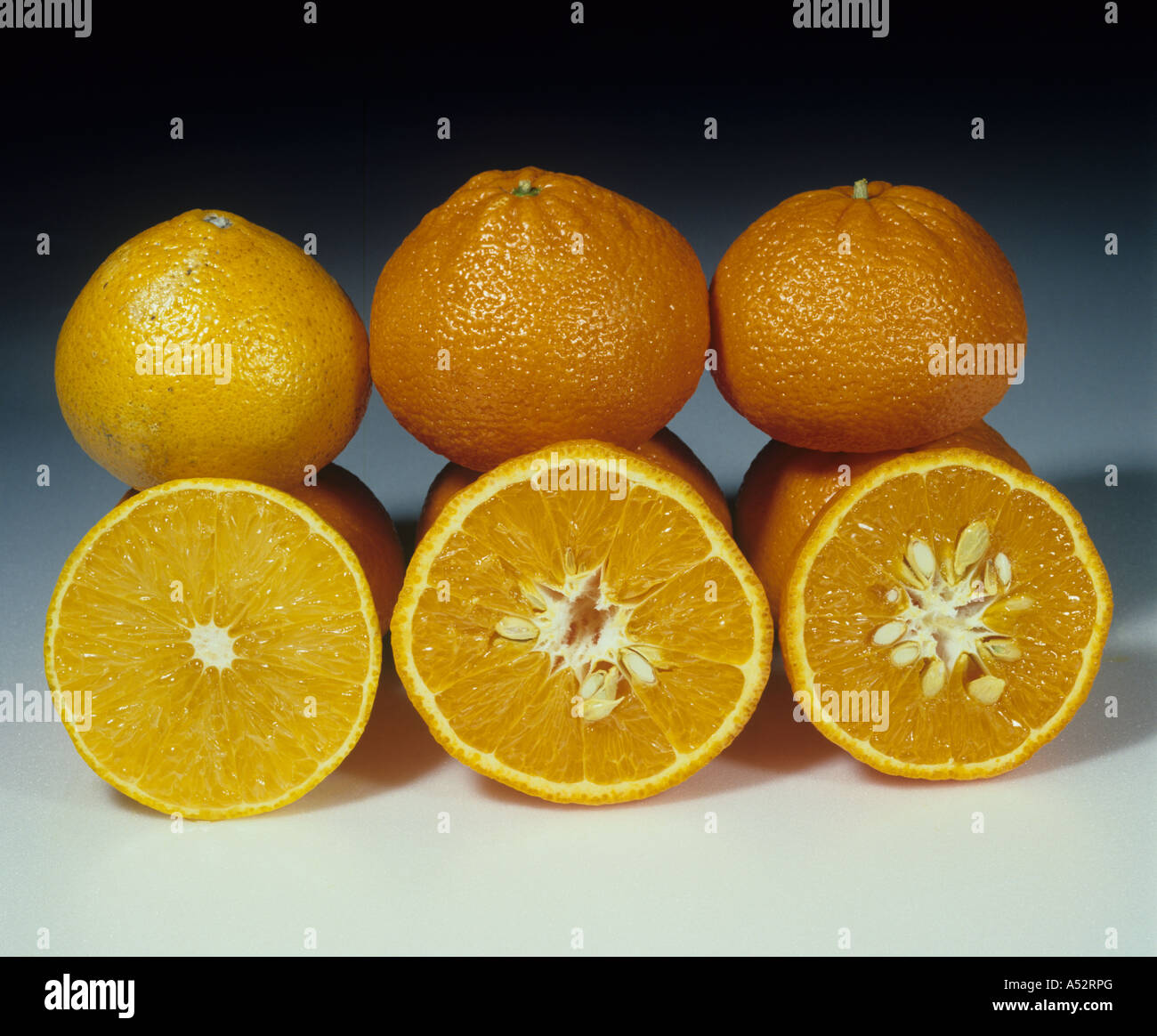 Zitrus Hybrid Frucht Ortanique Kleinzentrum umgangsprachlich offene Zentrum Mandora große Stockfoto