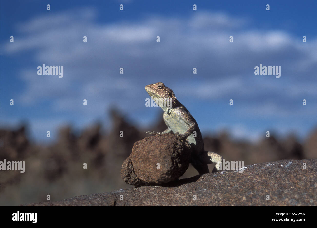 Eidechse auf Felsen Riesen Spielplatz Keetmanshoop Namibia Afrika Stockfoto