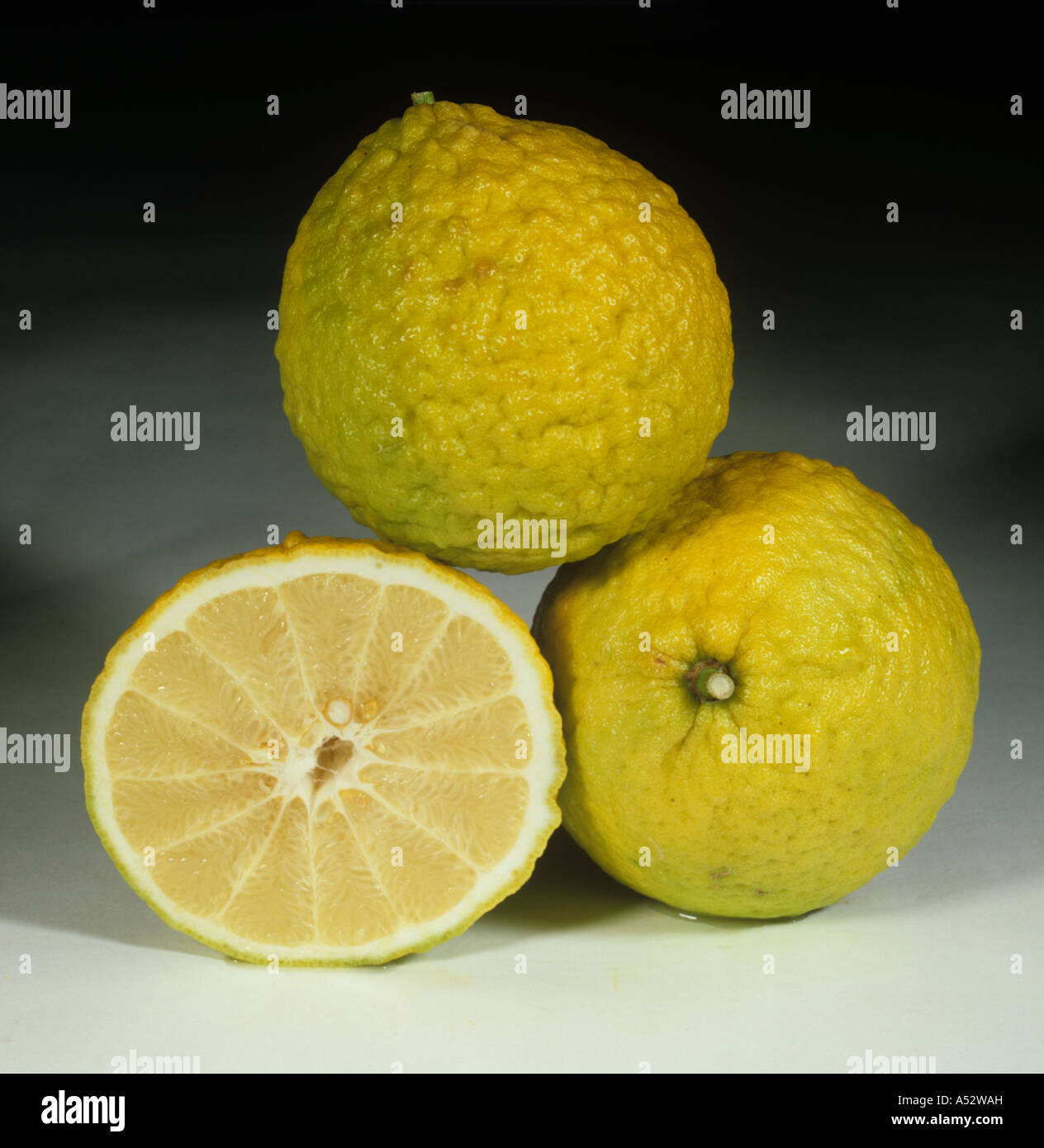 Ganze Frucht der Zitrusfrüchte Wurzelstock Citrus Macrophylla Vielzahl Alemon geschnitten Stockfoto