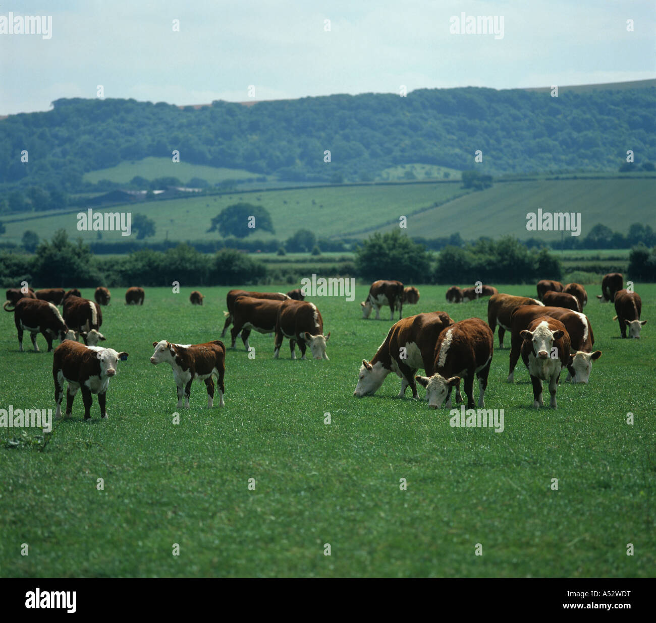 Hereford Kühe und Kälber Weiden auf kurze Weide Berkshire Stockfoto