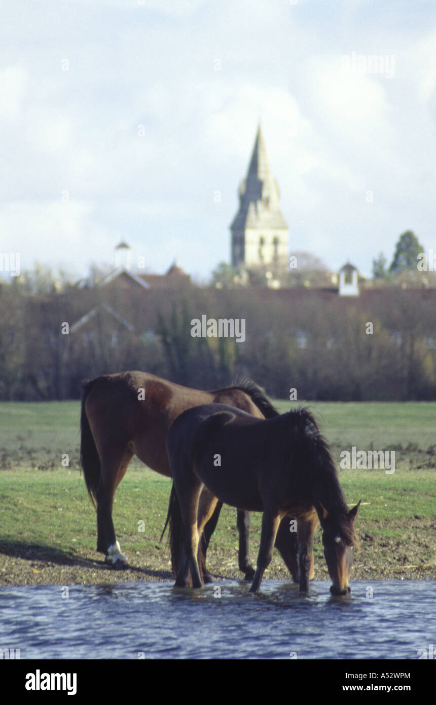 Zwei Pferde trinken von Themse vor Wolvercote Kirche Kirchturm Port Wiese Oxford England 2003 Stockfoto