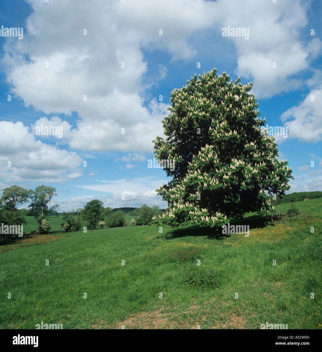 Rosskastanie Aesculus Hippocastanum blühender Baum in einem Feld von Cotswolds Stockfoto