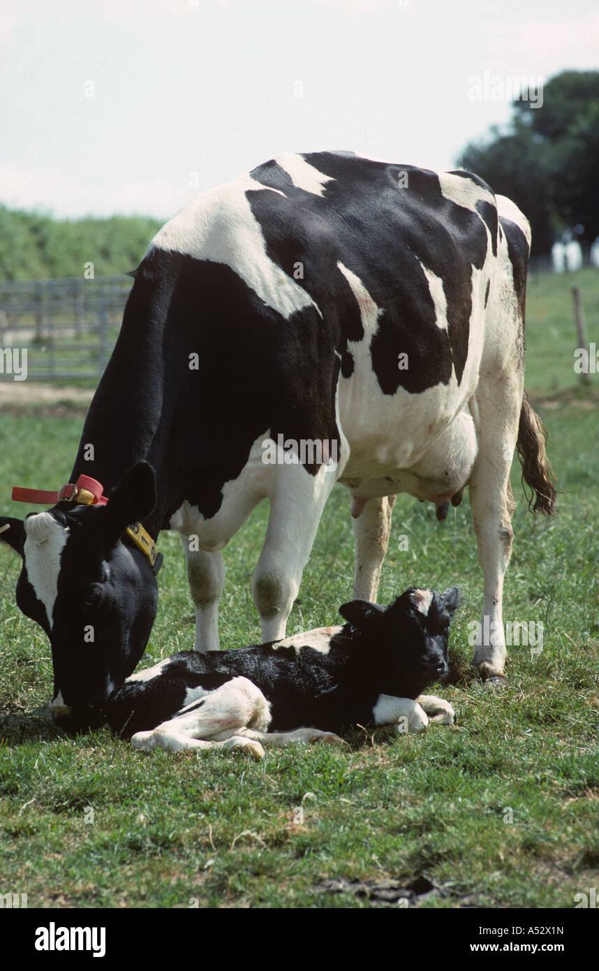 Holstein-Friesian Kuh Reinigung ihr neu geboren eine Stunde alt Kalb im Kindergarten Fahrerlager Stockfoto