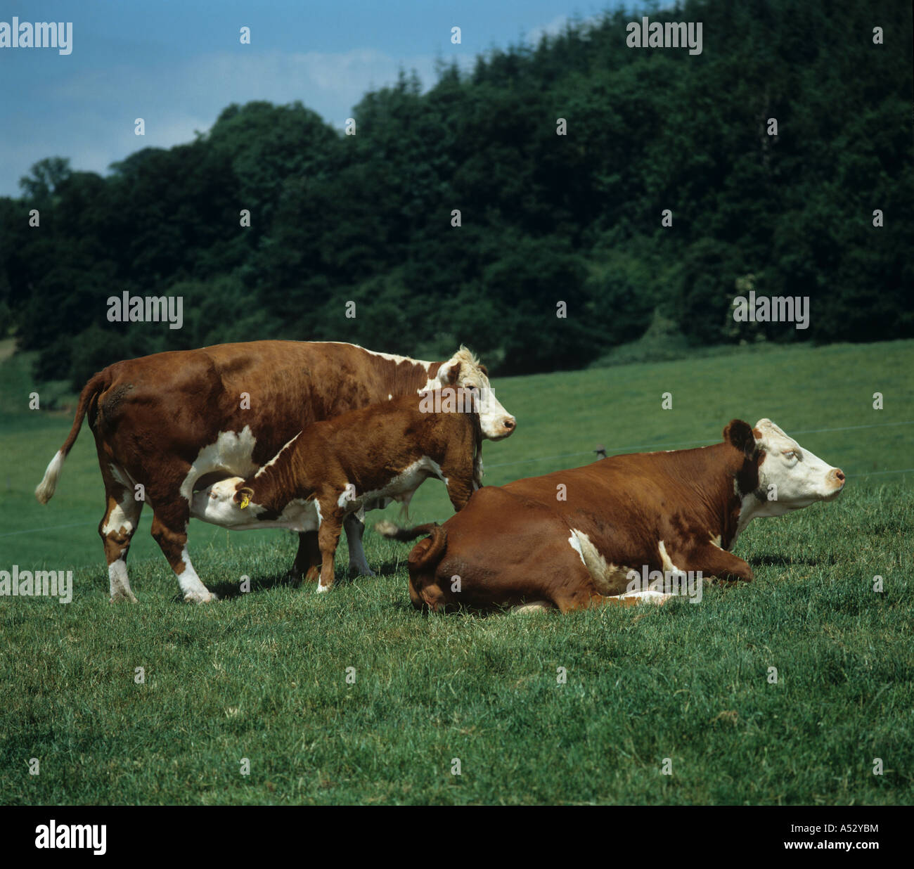 Hereford Kuh mit Kalb Spanferkel auf der Weide in angenehmen Ackerland an feinen Sommertag Stockfoto