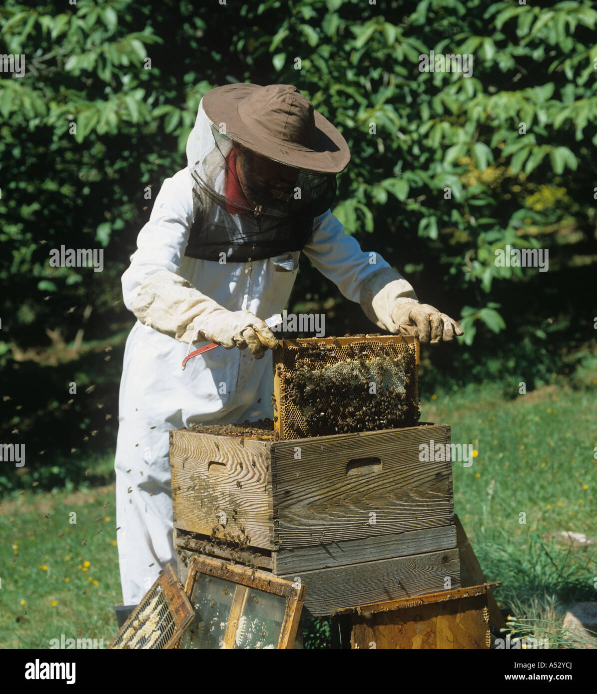 Imker aus einem Bienenstock Devon Brut Rahmen entfernen Stockfoto