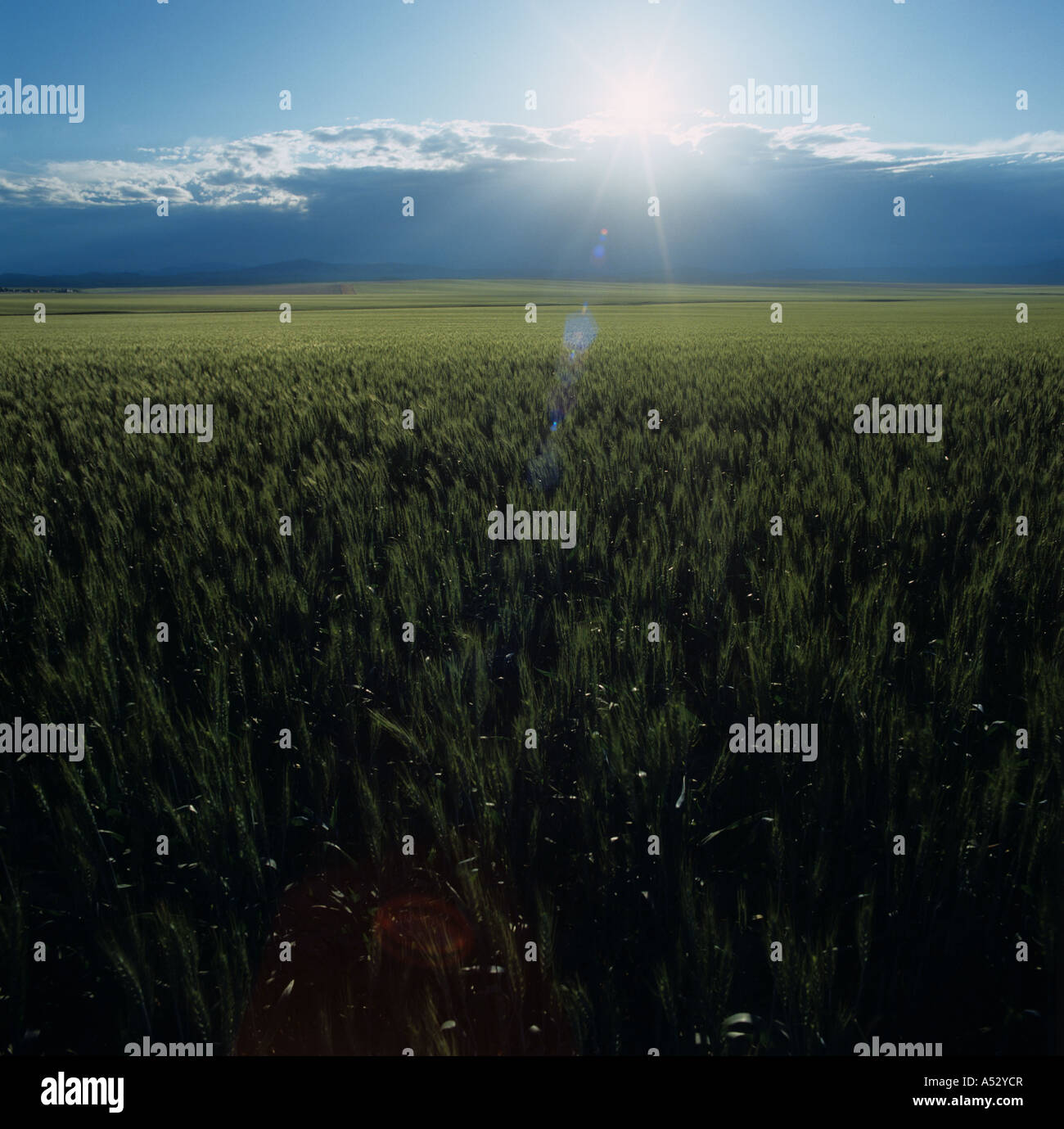 Blick über bärtigen Weizenernte mit der Abendsonne Montana USA Stockfoto