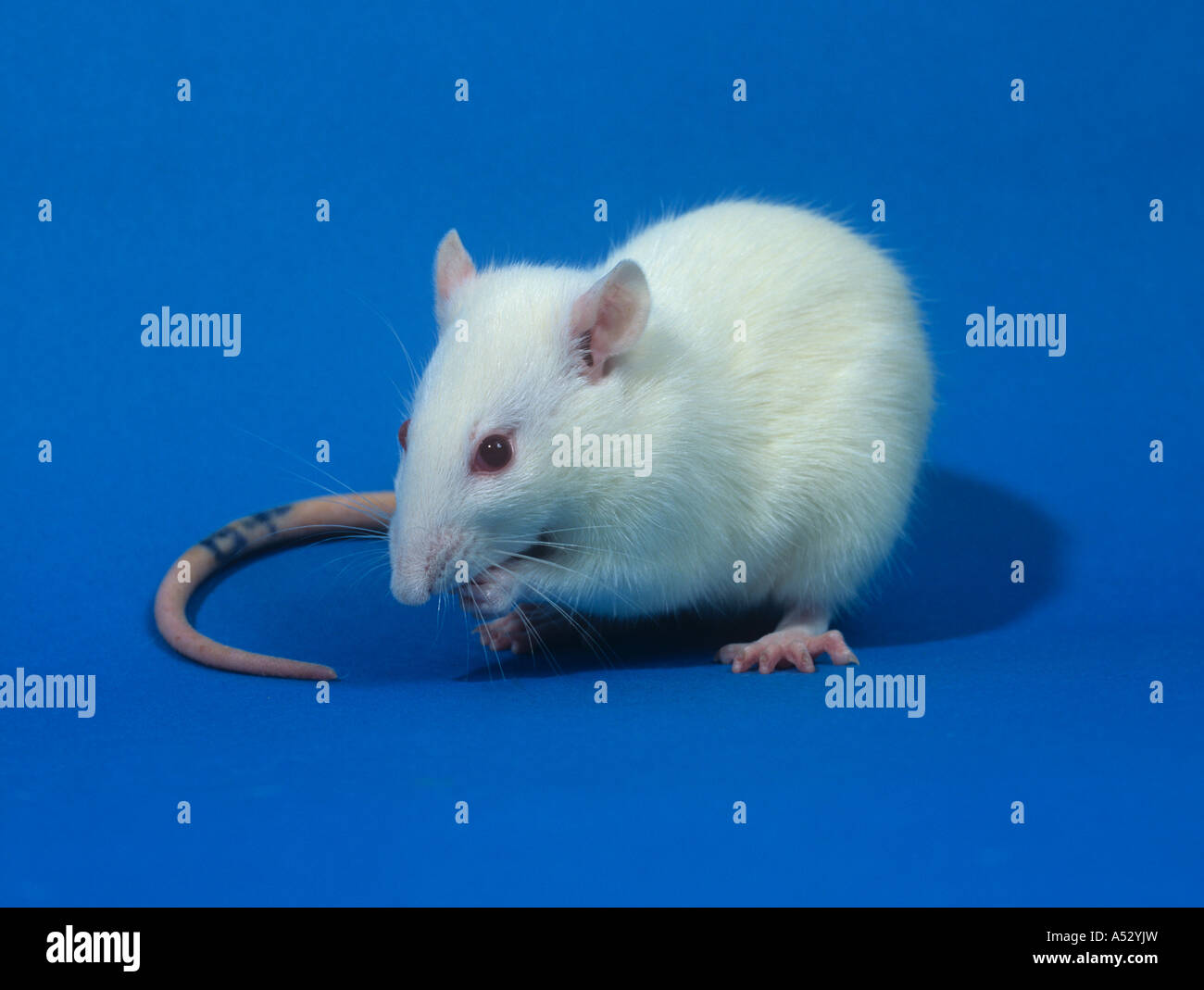 Weisse Laborratte Sprague-Dawley für toxikologische Untersuchungen an Tieren testen Stockfoto