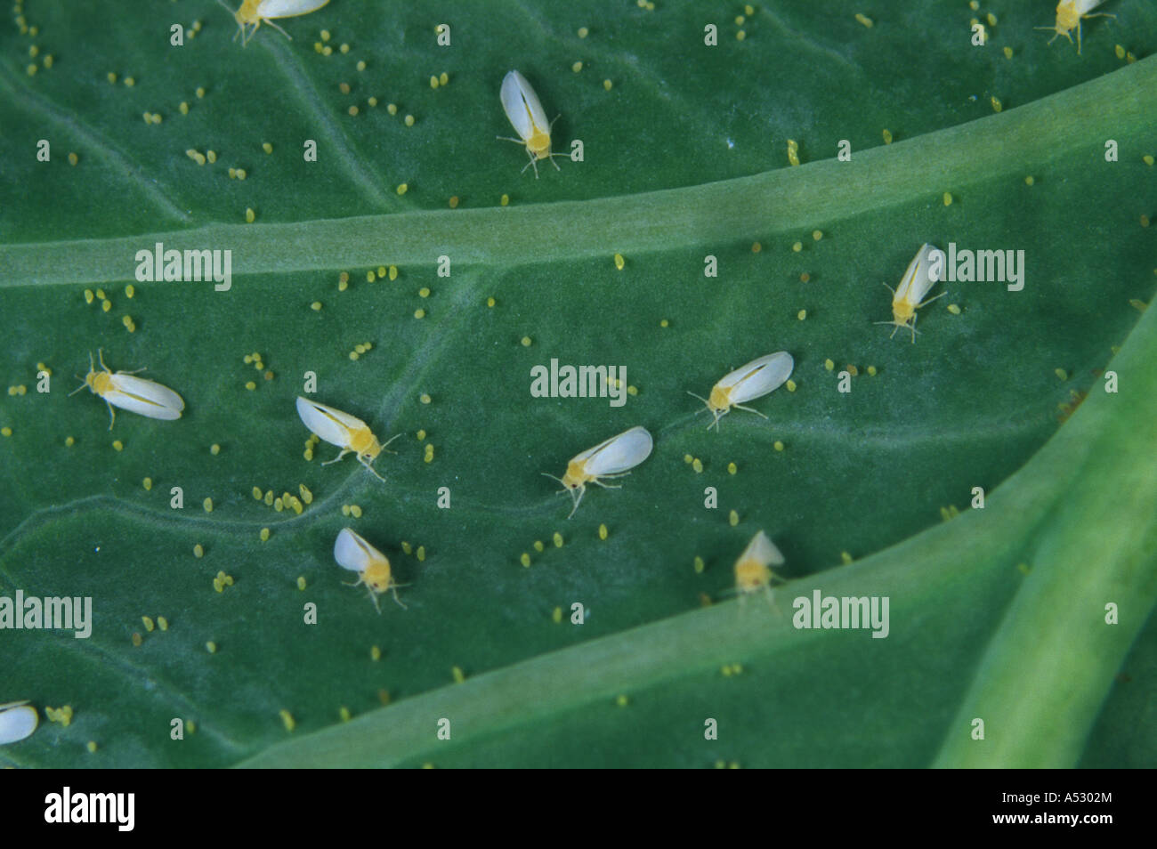 Baumwolle Mottenschildläuse Tabak Tabaci Befall von Erwachsenen mit einzelnen Eiern auf einem Blatt Stockfoto