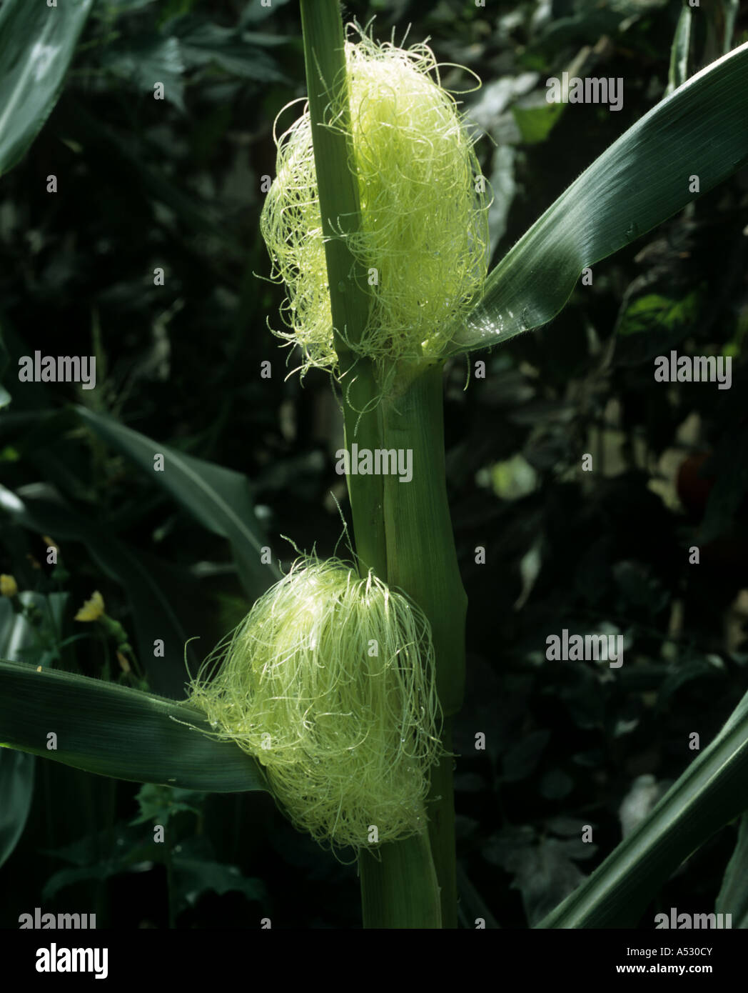 Mais oder Mais Zea Mays weibliche Quaste Hintergrundbeleuchtung auf unreifen Maiskolben Stockfoto