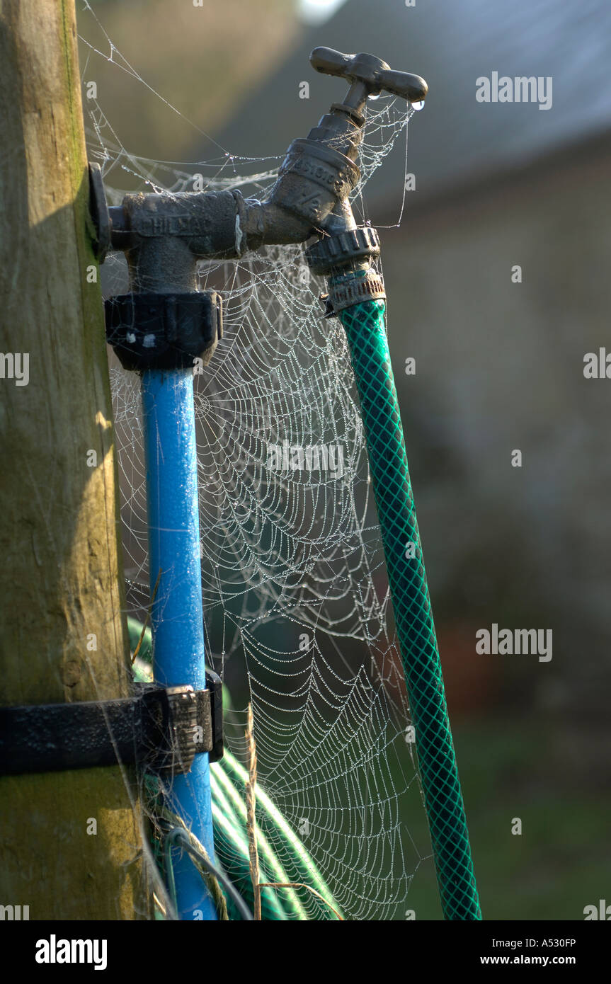 Tau bedeckt Radnetze Web Spinnen auf einem Outdoor-Fass und Schlauch Stockfoto