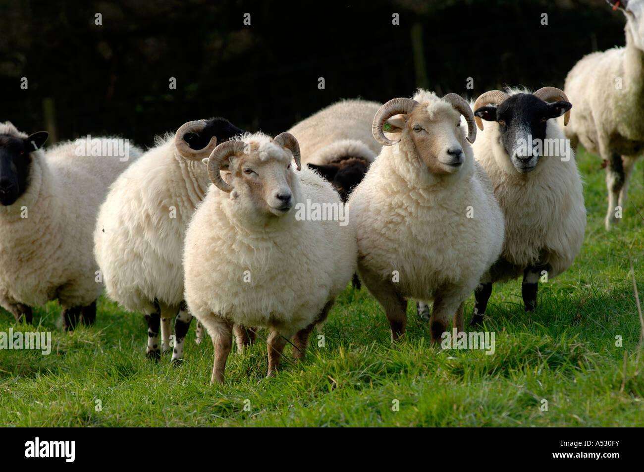 Portland-Schaf mit anderen Rassen vor dem Winter Lämmer Devon Stockfoto