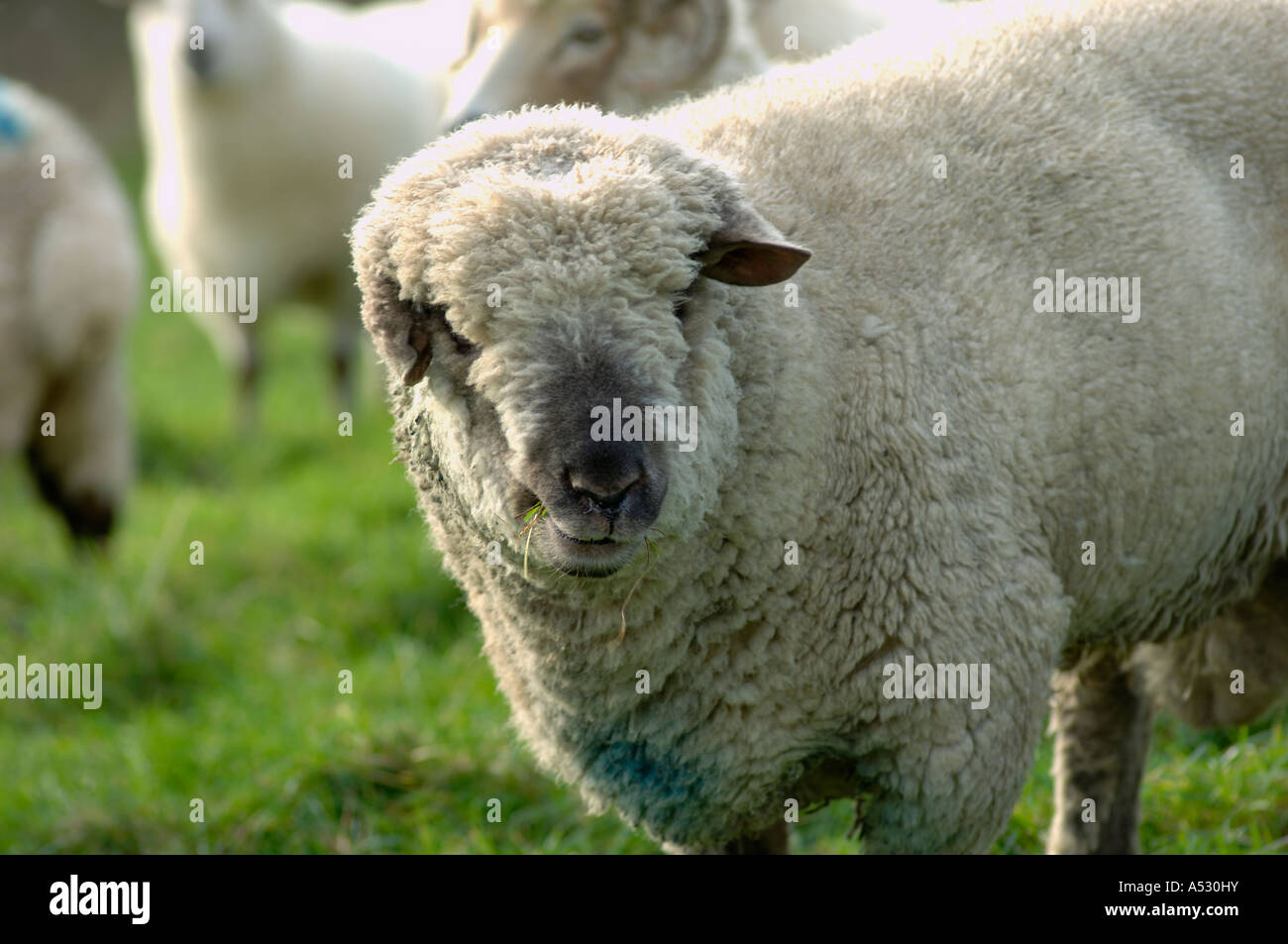 Hässliche Charollais Ram mit einem beschädigten Ohr Devon Stockfoto