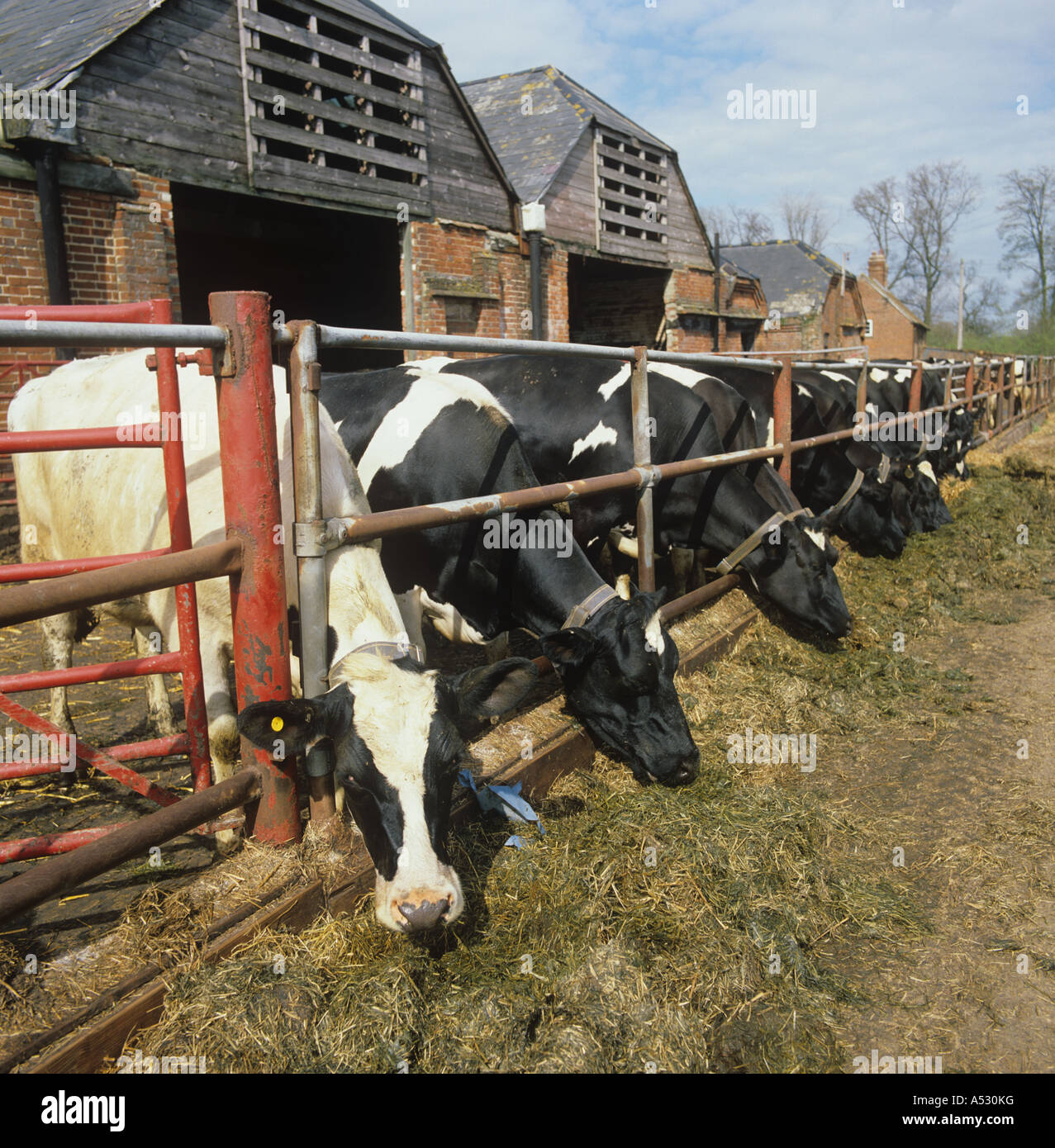 Holstein-Friesian Milchkühe mit Identifikation Kragen in einem Kugelschreiber Fütterung auf Grassilage Stockfoto