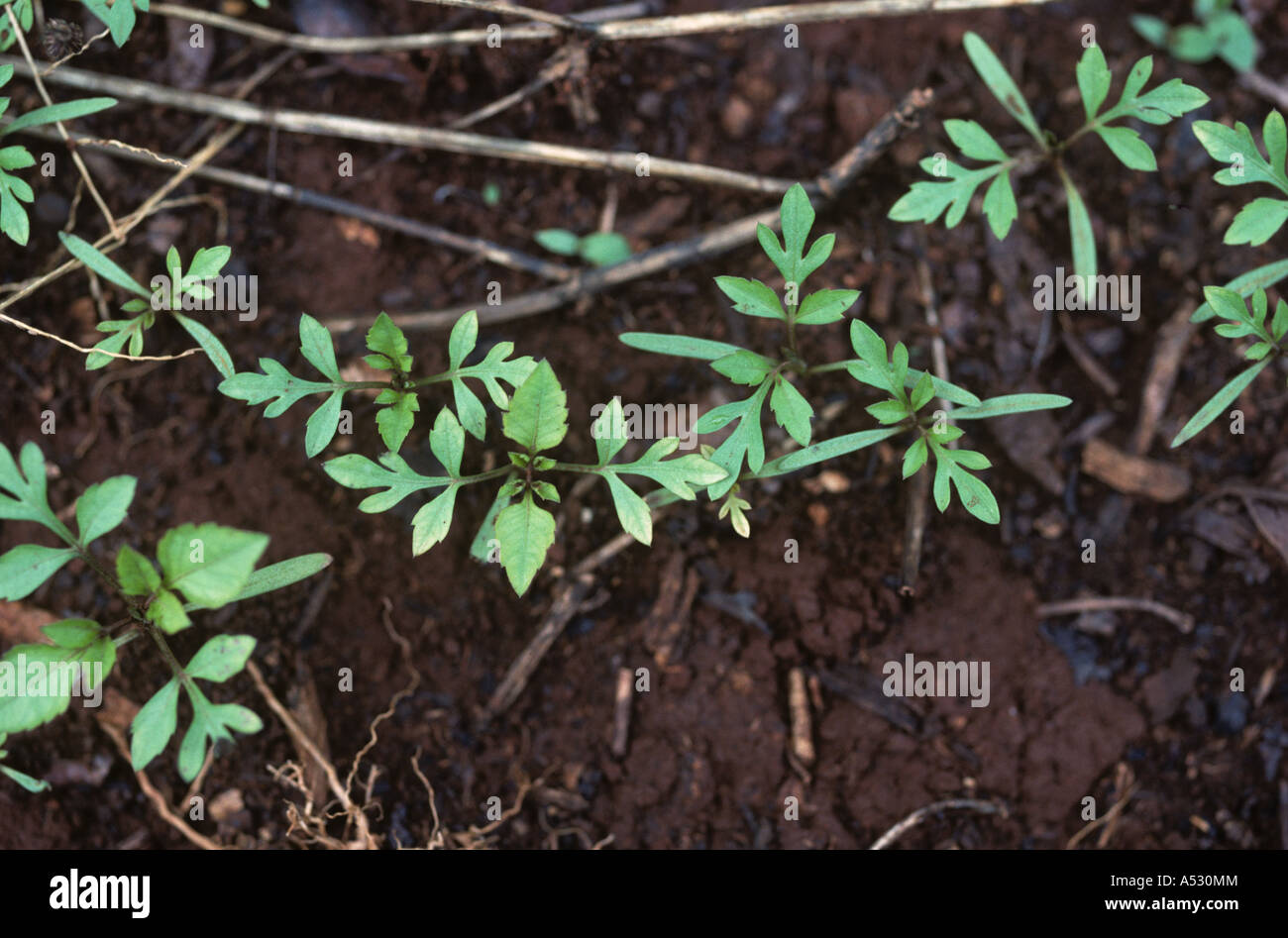 Sämling blackjack Bidens Pilosa Unkraut Keimen Kenia Stockfoto