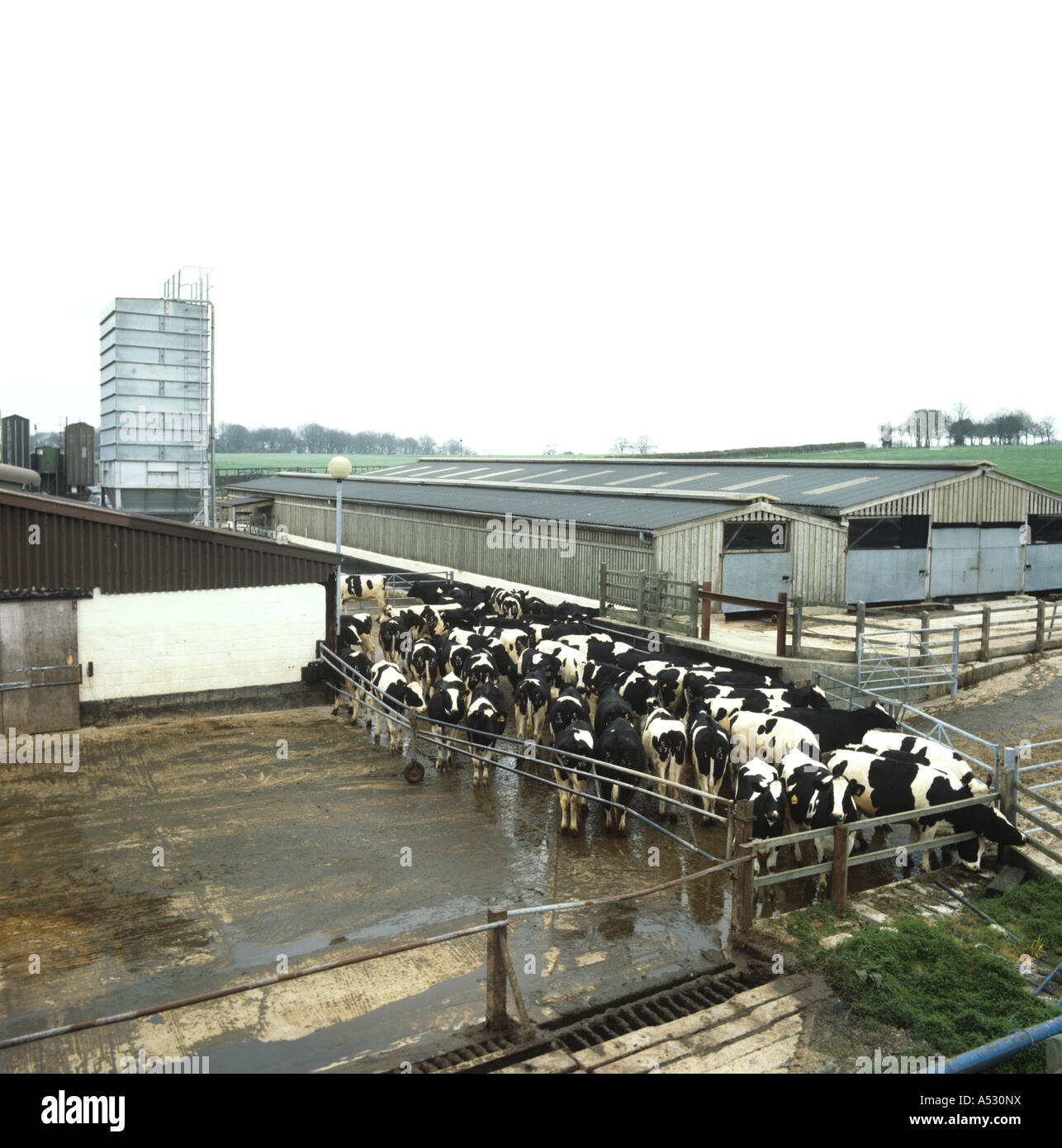 Auf der Suche nach unten in einen Bauernhof Rinder Hof mit Holstein-Friesian Färsen zu sammeln Stockfoto