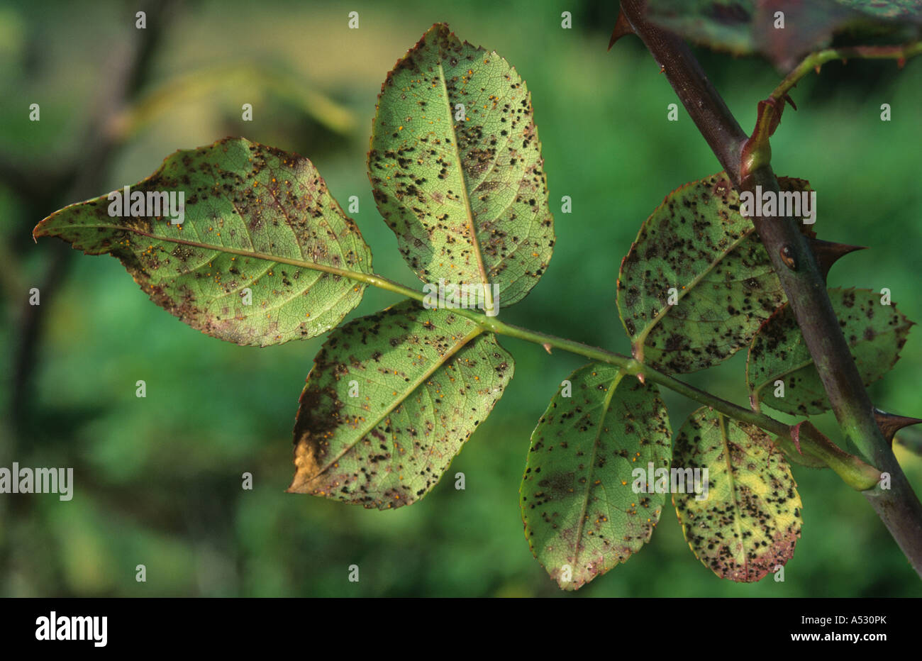 Rose Rost Phragmidium Tuberculatum auf Rosenblatt Unterseite Stockfoto
