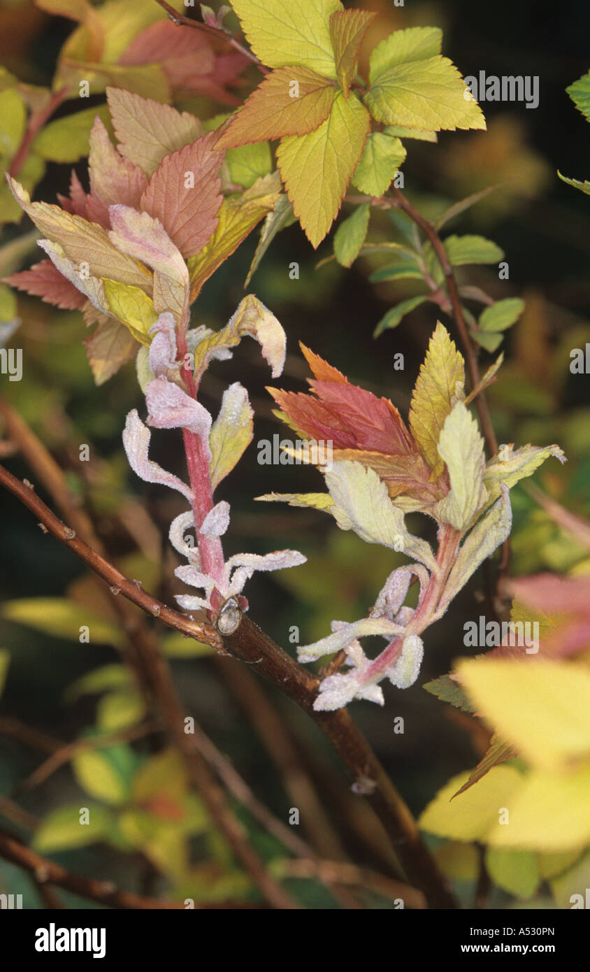 Echter Mehltau-Podosphaera Clandestina auf Spiraea Japonica Goldflame Stockfoto