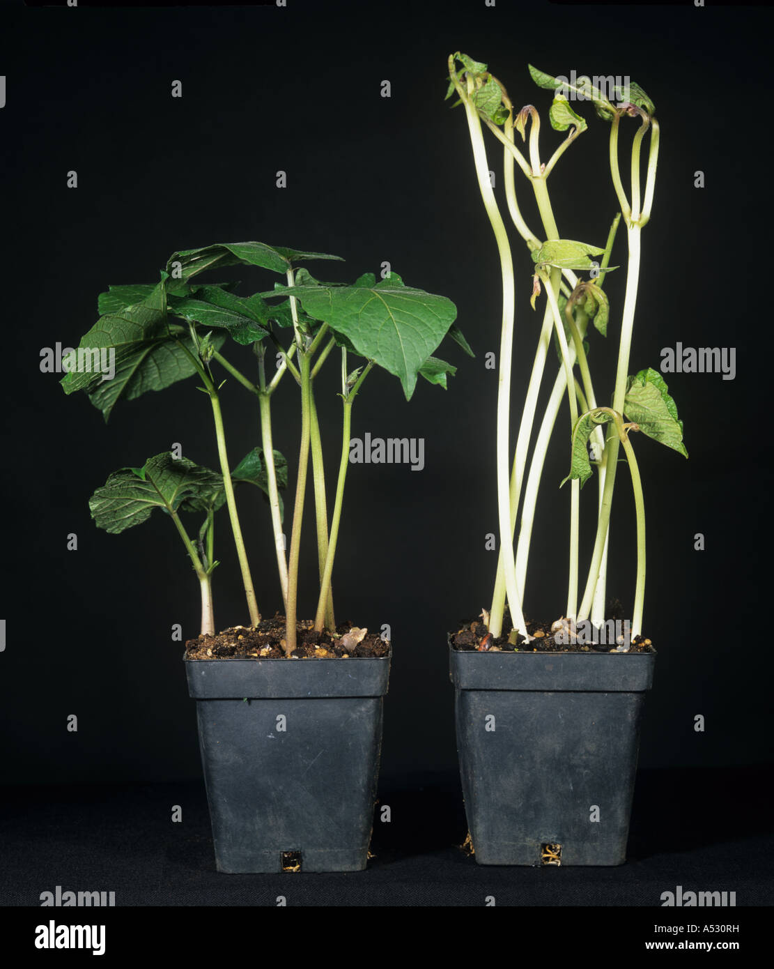 Runner Bean Pflanzen in das Licht im Vergleich zu denen in der Dunkelheit gewachsen Stockfoto