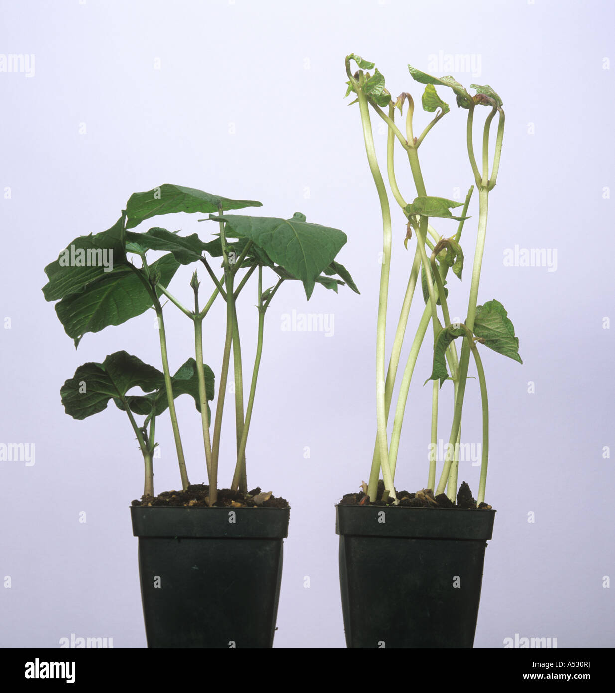 Runner Bean Pflanzen in das Licht im Vergleich zu denen in der Dunkelheit gewachsen Stockfoto
