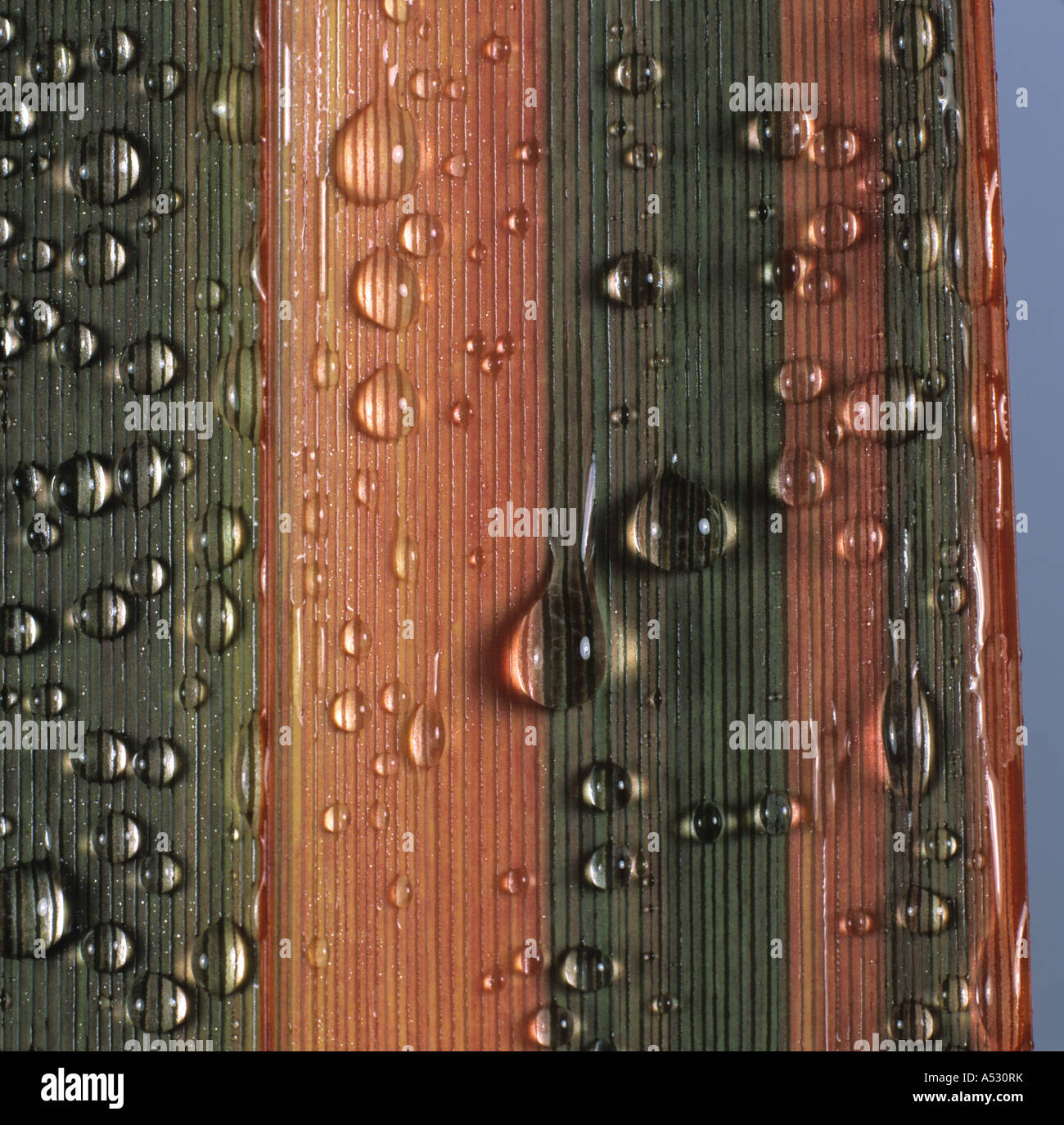 Neuseeland Flachs Phormium Sundowner Blatt mit Wassertropfen Stockfoto