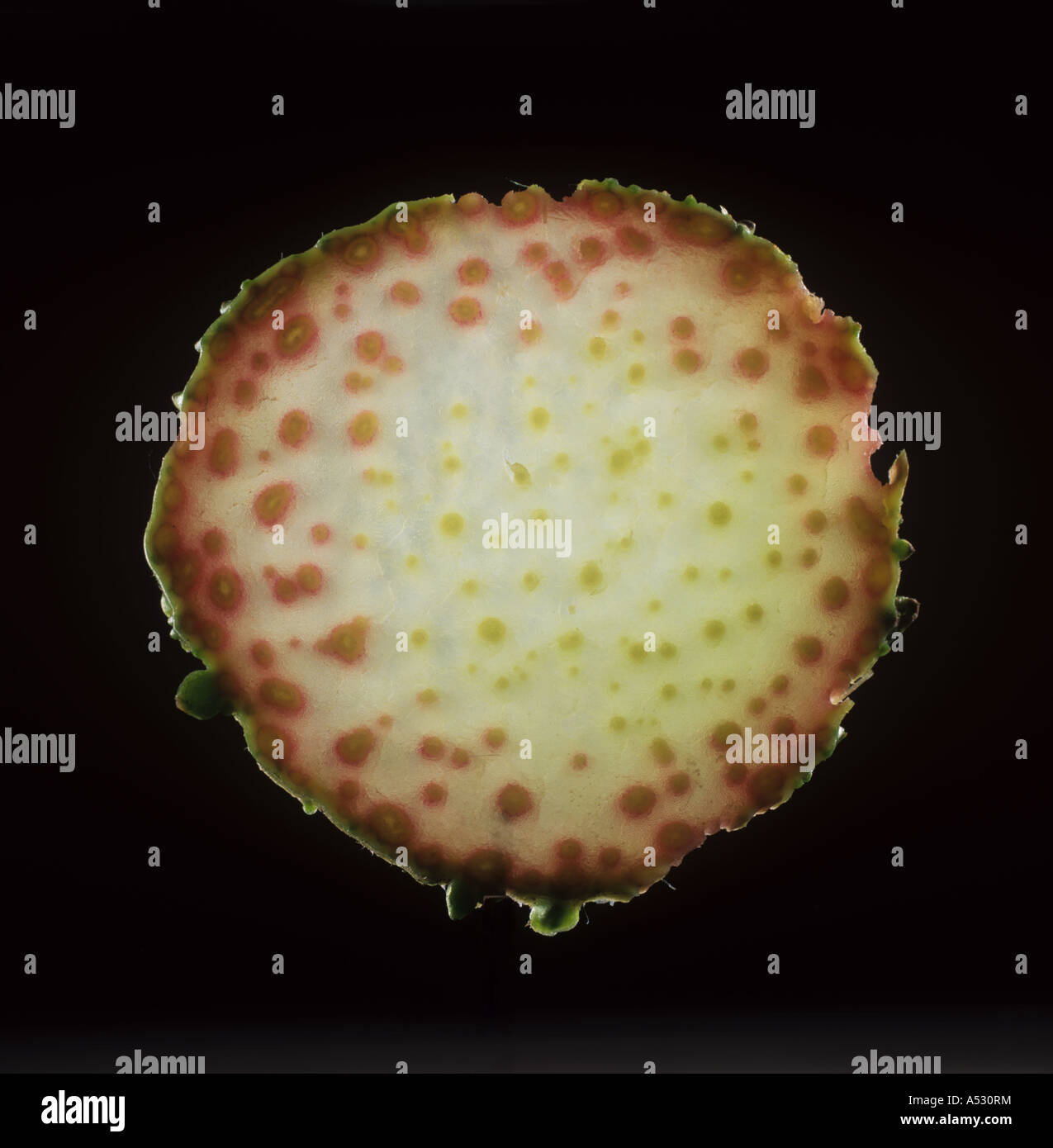 Stammzellen Sie Teil einer Gunnera Gunnera Manicata Pflanze Leitbündel zeigen Stockfoto