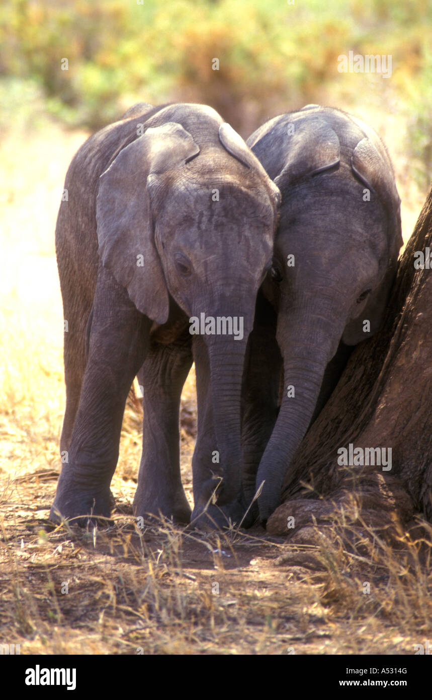 Zwei Baby-Elefanten einander gelehnt und stützte sich auf einen Baumstamm Samburu National Reserve Kenia in Ostafrika Stockfoto