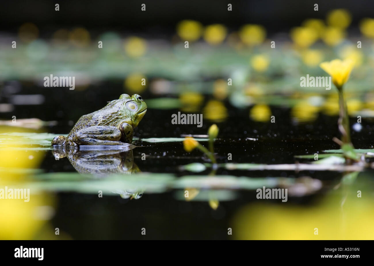 Ein Bullfrog in Kontemplation auf einem Seerosenunterlage. Ja, das ist eine Mücke auf seinem Rücken. Platz für Kopie. Kamera: Nikon D2x. Stockfoto