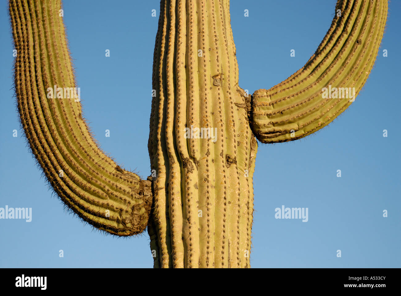 Saguaro Kaktus Carnegiea Gigantea, mit beiden Armen gegen blauen Himmel, Sonora-Wüste, Südwesten der USA Stockfoto