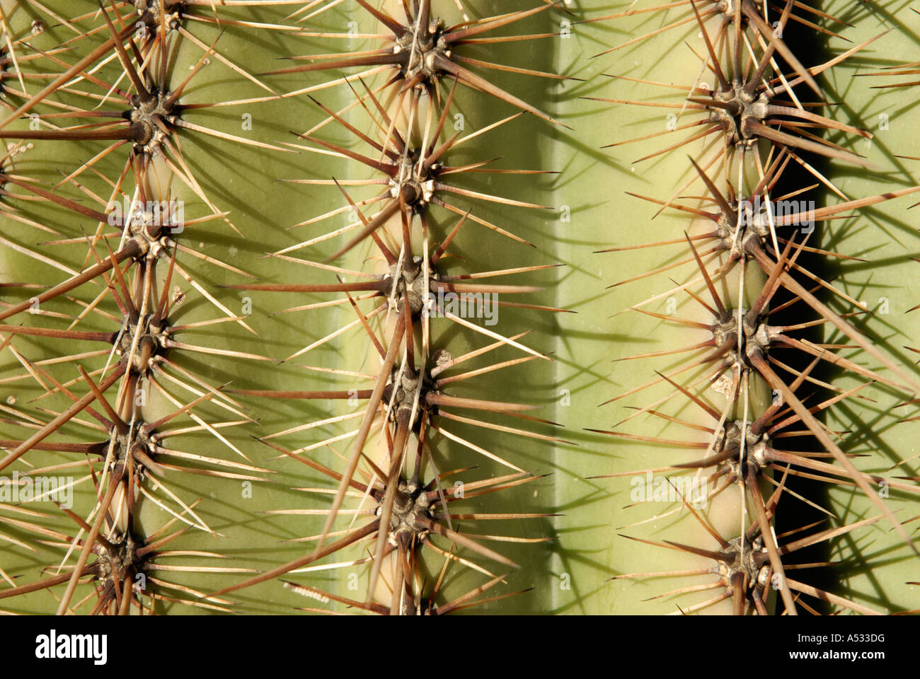 Kandelaberkaktus Carnegiea Gigantea, Stacheln Dornen auf drei 3 Falten, Nahaufnahme abstrakt Stockfoto