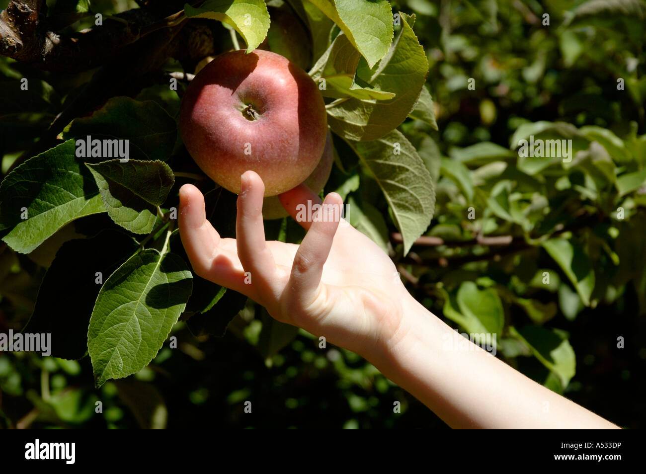 Eine Hand greift einen reifen roten Apfel von einem Baum Stockfoto