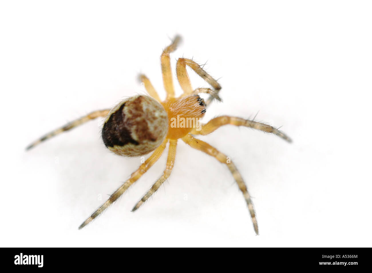 Ein kleiner Spiderling. Wahrscheinlich eine Kreuzspinne oder Kreuzspinne Araneus Diadematus. Stockfoto