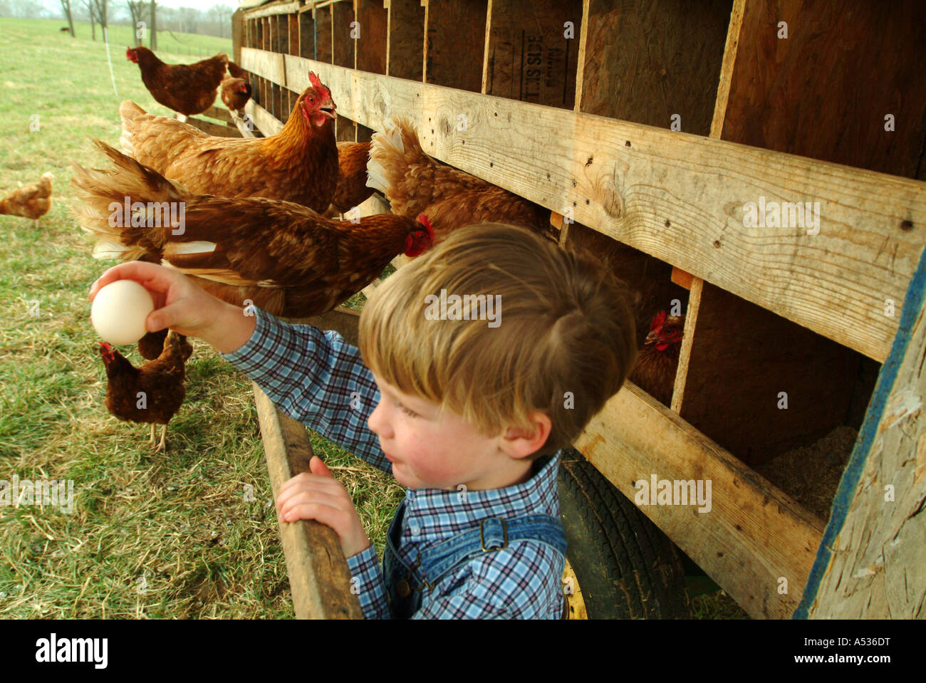 Junge hilft mit der Sammlung von frischen Hühnereier Stockfoto