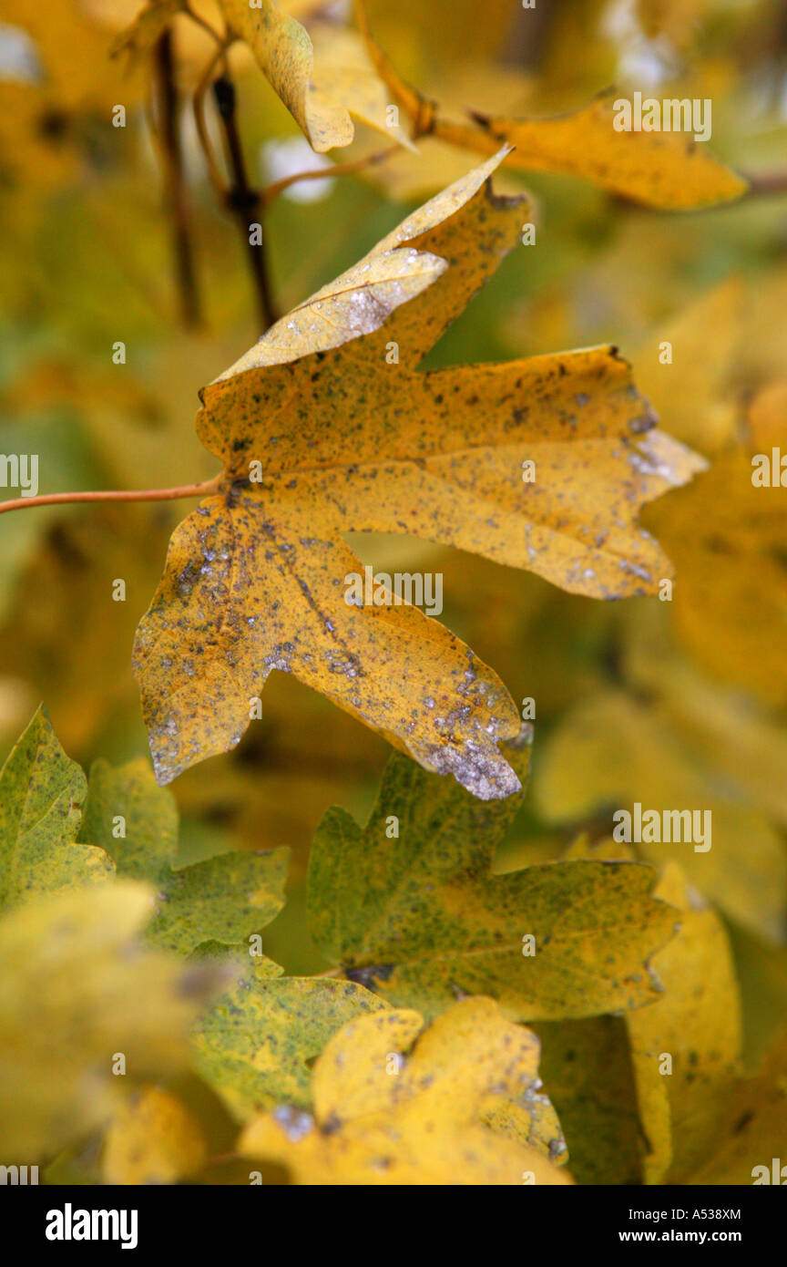 Gelbe und braune Farben der Europäischen Herbst Monate illustriert von Blätter an einem Ast an einem Baum hängenden Stockfoto