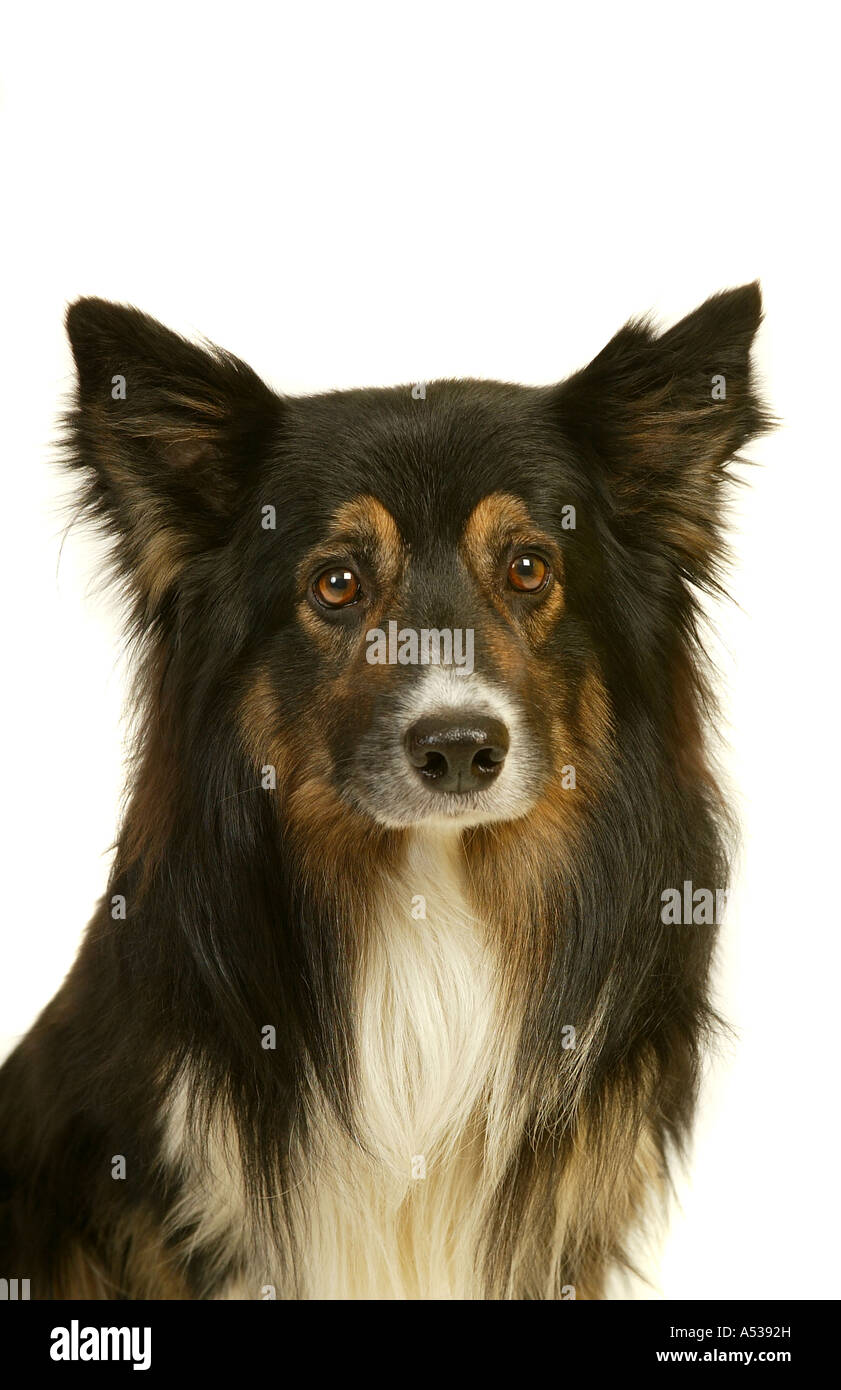 Tricolor Border Collie Hund Stockfoto