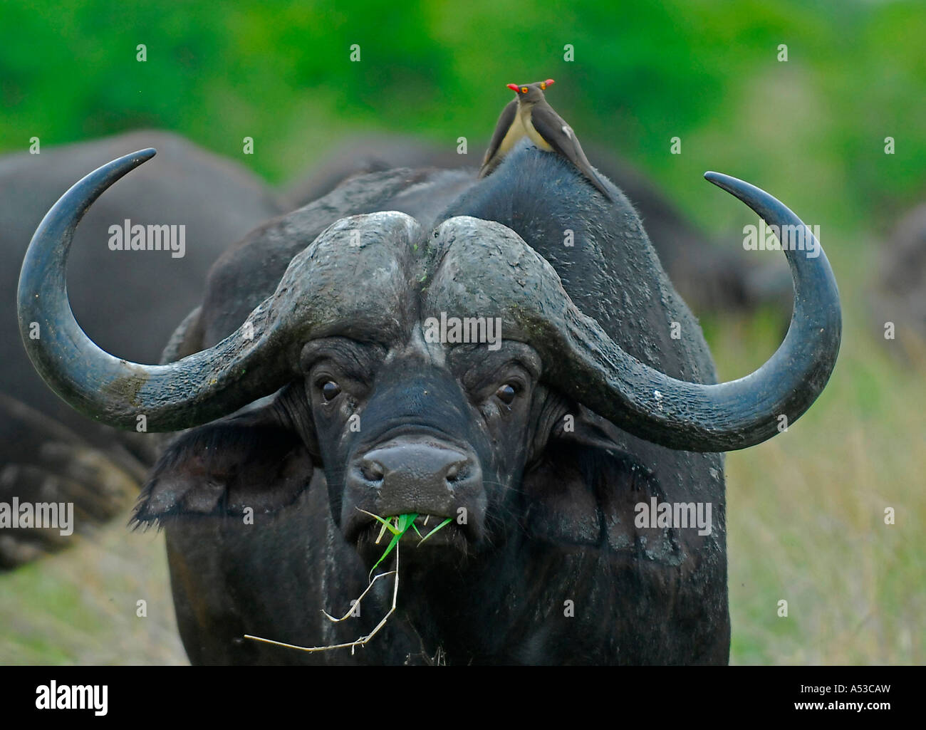 Buffalo Bull mit geschwungenen Hörnern und zwei rot-billed Oxpeckers sitzt auf seinem Rücken Stockfoto