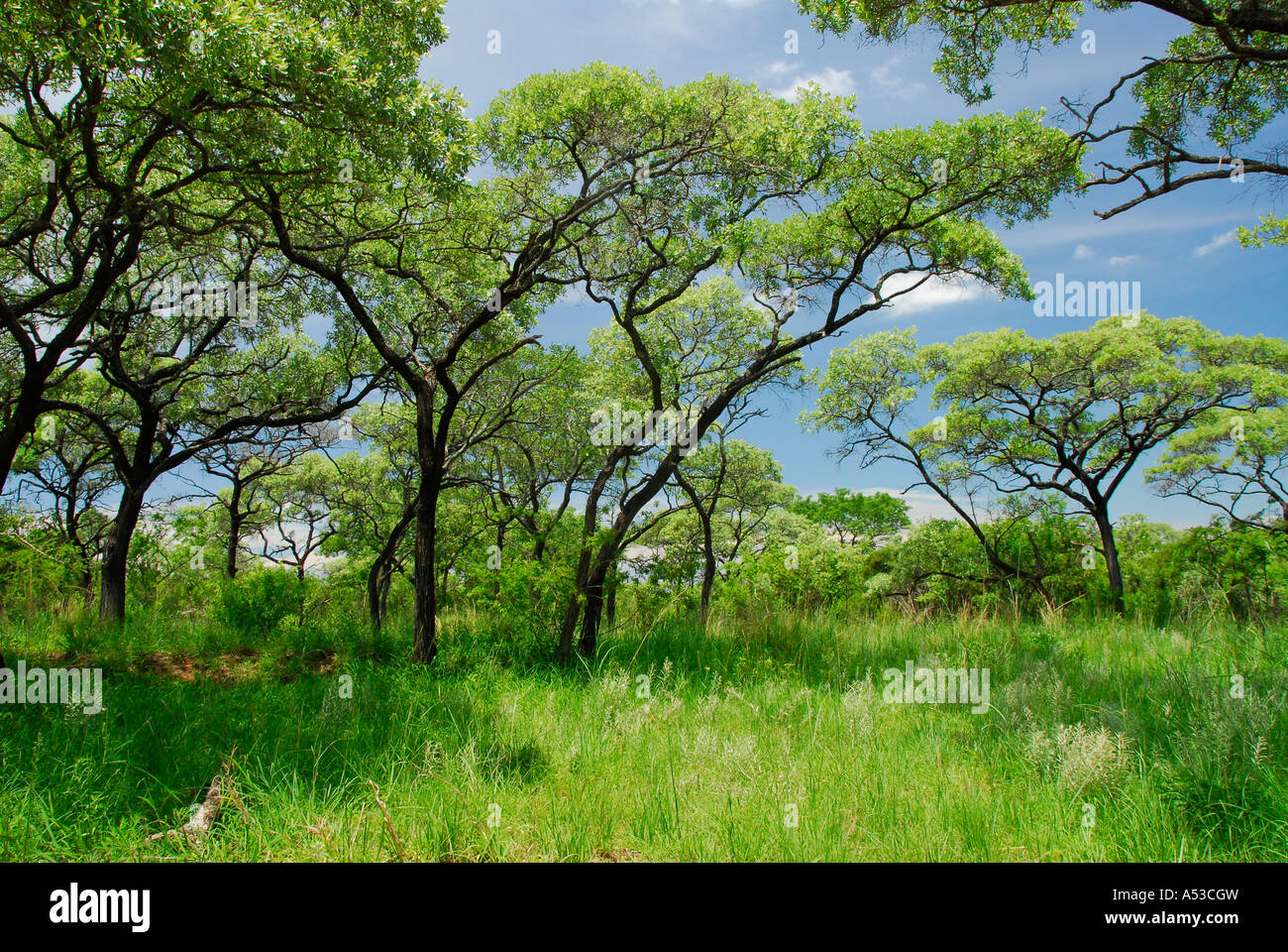 Savannah-Bäume in der Nähe von Pretoriuskop, Kruger Park, Südafrika. Sattes Grün des Sommers im Dezember Stockfoto