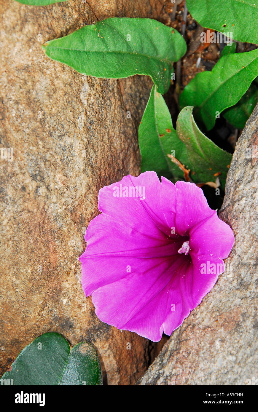Morning Glory Blume auf Felswand in Blyderiver Canyon-Nationalpark, Graskop, Mpumalanga, Südafrika Stockfoto