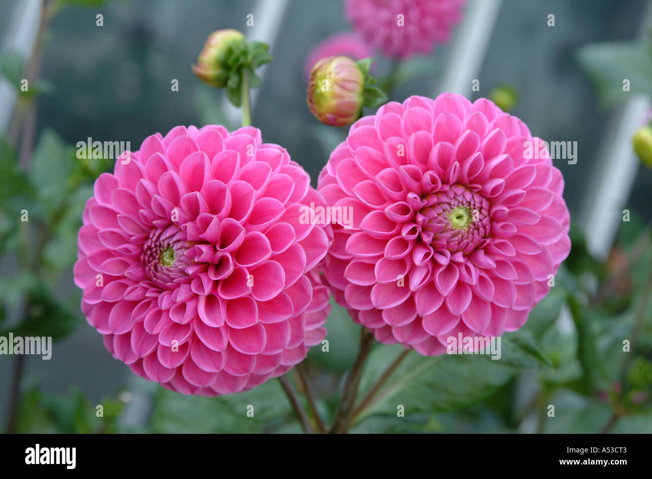 Musterbeispiel für zwei lila Dahlien-Blüten von oben in Kew Gardens London England Stockfoto