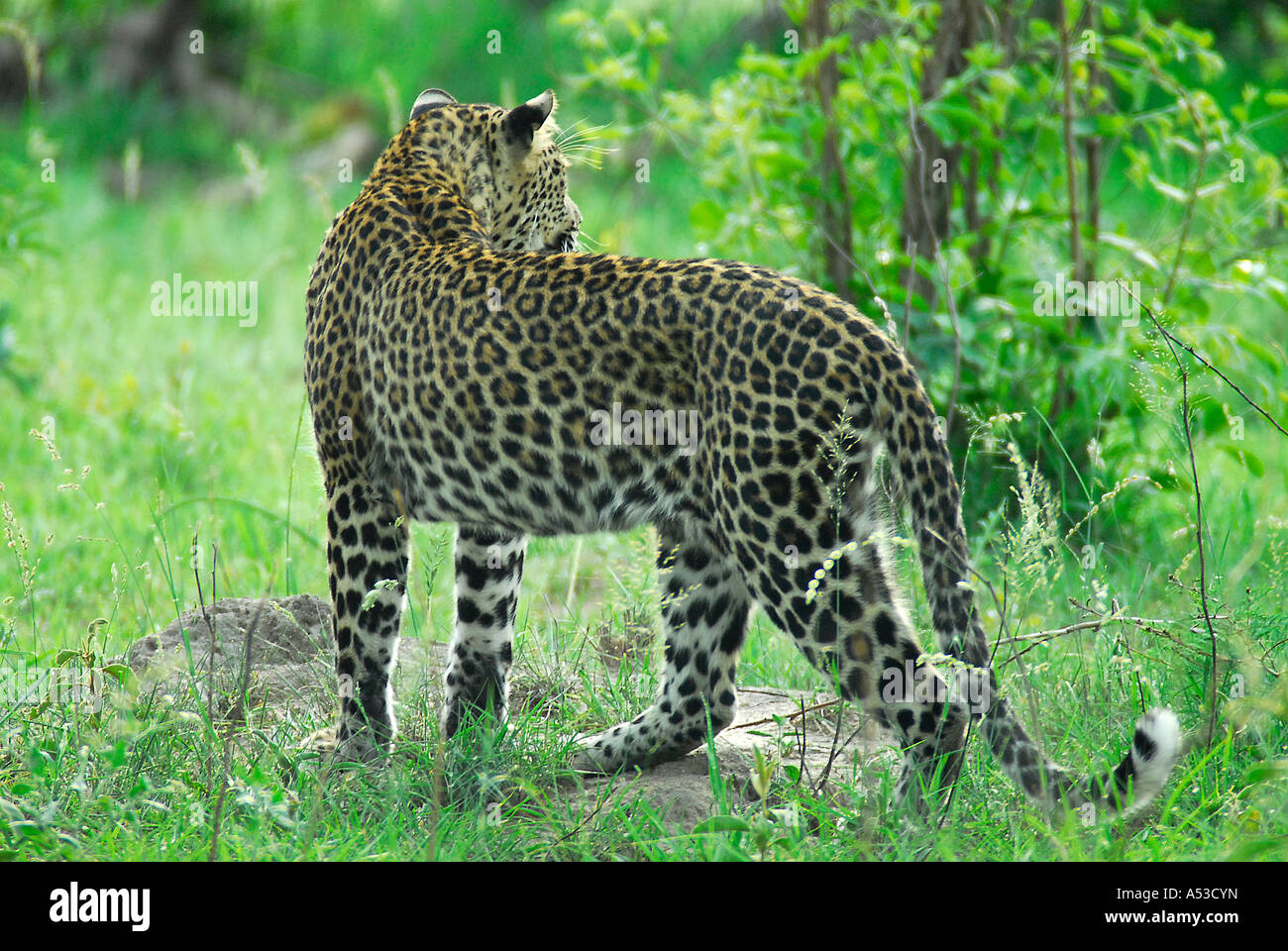 Männliche Leoparden Vermessung seiner Umgebung für mögliche Beute, Kruger Park, Südafrika Stockfoto