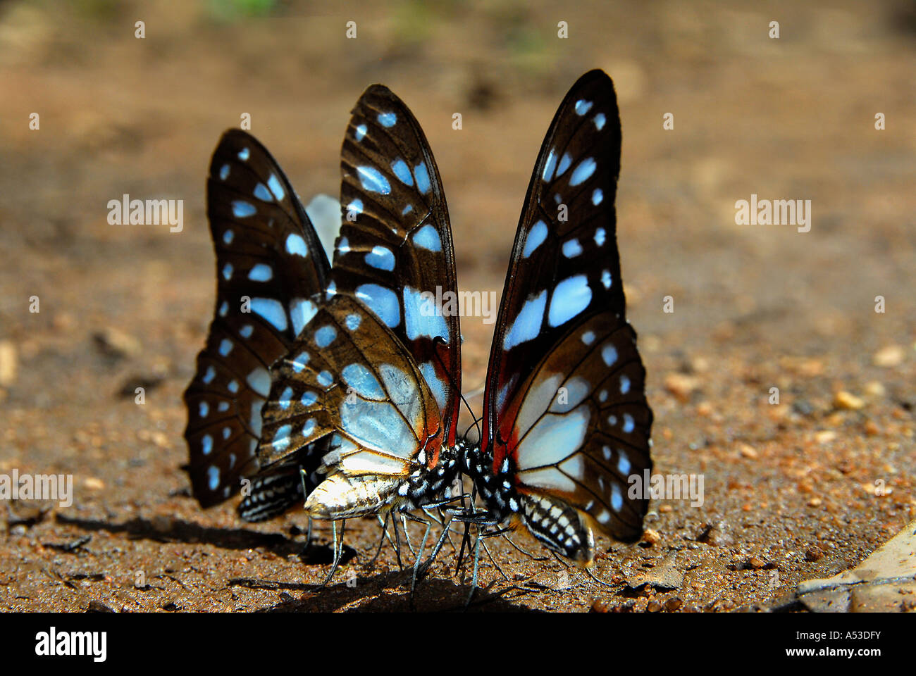 Schwertträger Schmetterlinge Schlamm Puddel im Lekgalameetse Nature Reserve, Limpopo Provinz, Südafrika Stockfoto